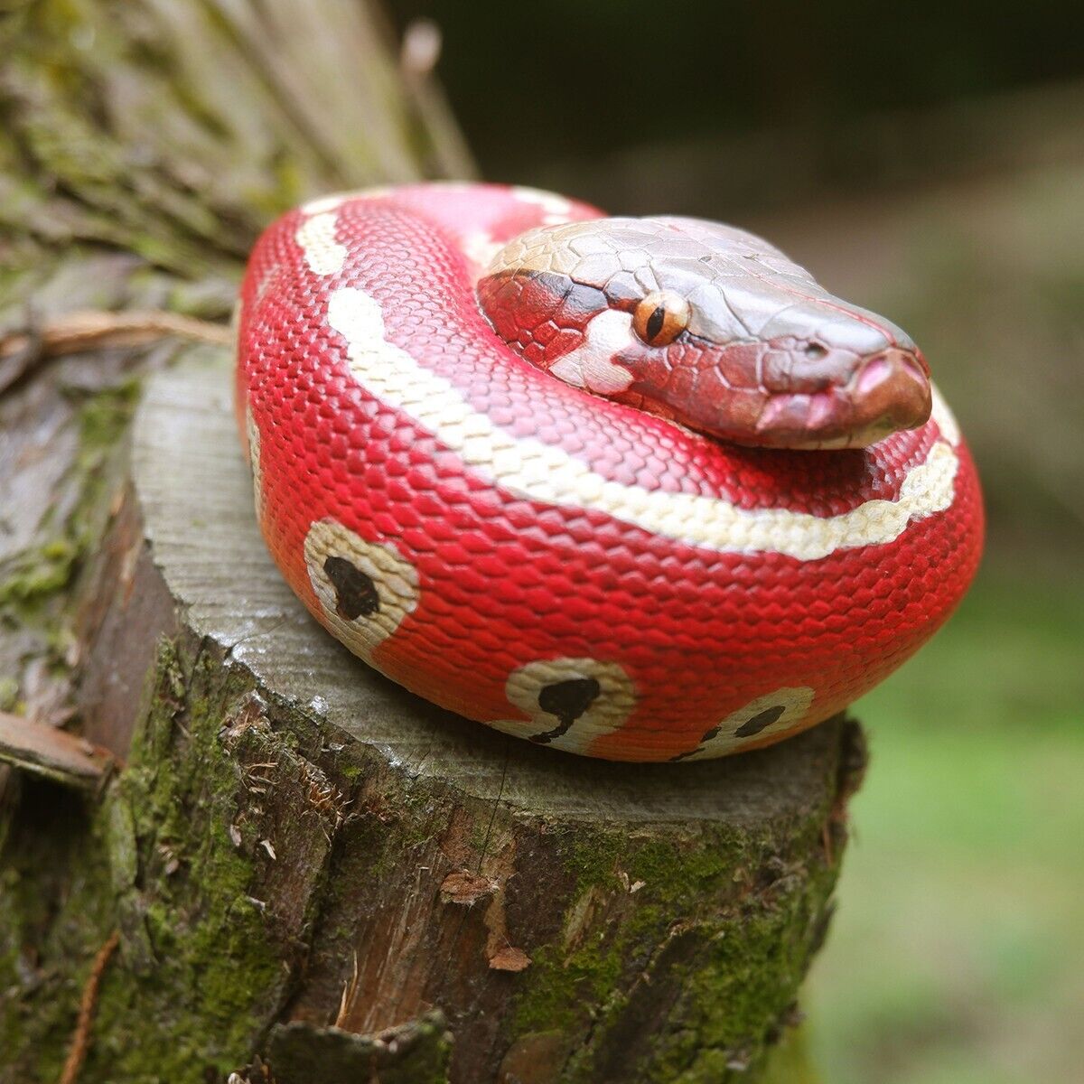 【In-Stock】 Animal Heavenly Body Blood Python brongersmai Snake Statue