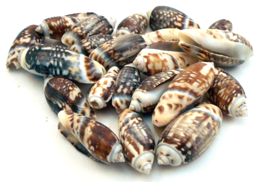25 Olive Gibbosa Shells 1