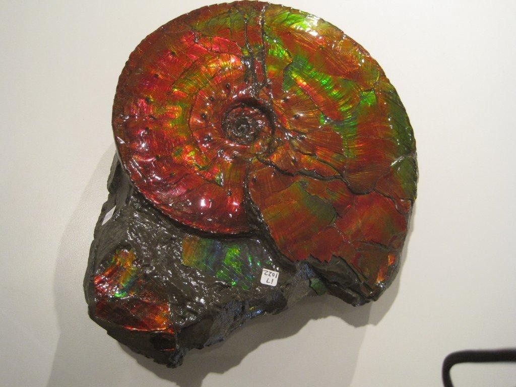 10.5LB Natural Canada Ammonite Fossil with ammonite gem material in rock matrix