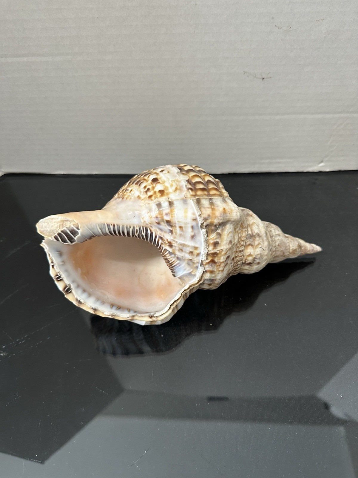 Triton's Trumpet Charonia Tritonis Sea Shell Large 9 1/2” L x 5 1/2”W  Nautical