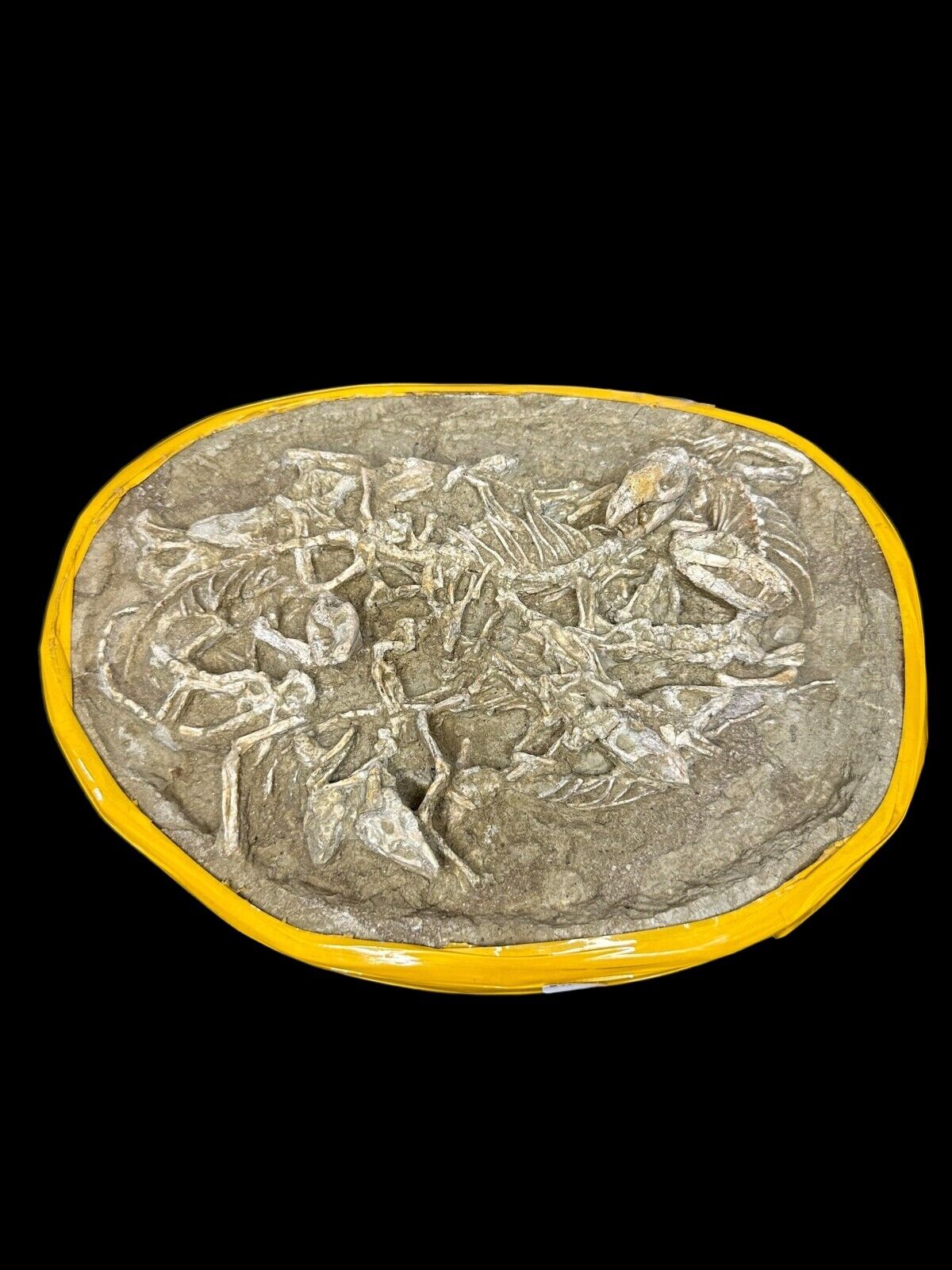 Repenomamus Nest (Last Known Mezozoic Mammal) Early Creataceous 125MYO - China