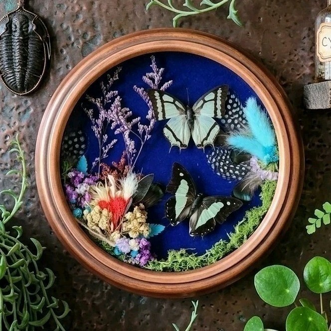 Handmade Butterfly Taxidermy Shadow Box Wall Hanging Round Oddities Witchy Decor