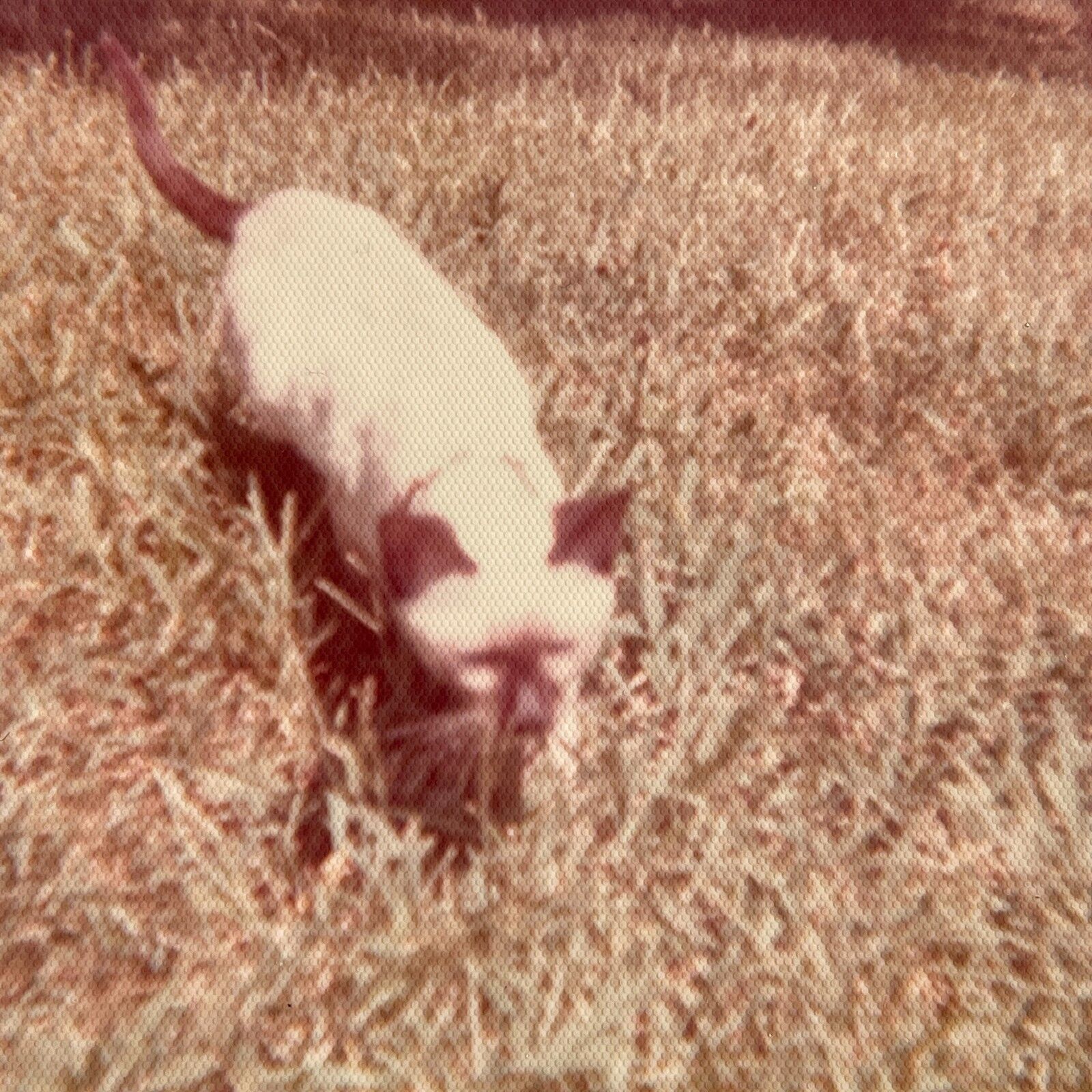 JC Photograph 1970-80\'s Cute Adorable Kitty Cat Hunting In Grass Siamese 