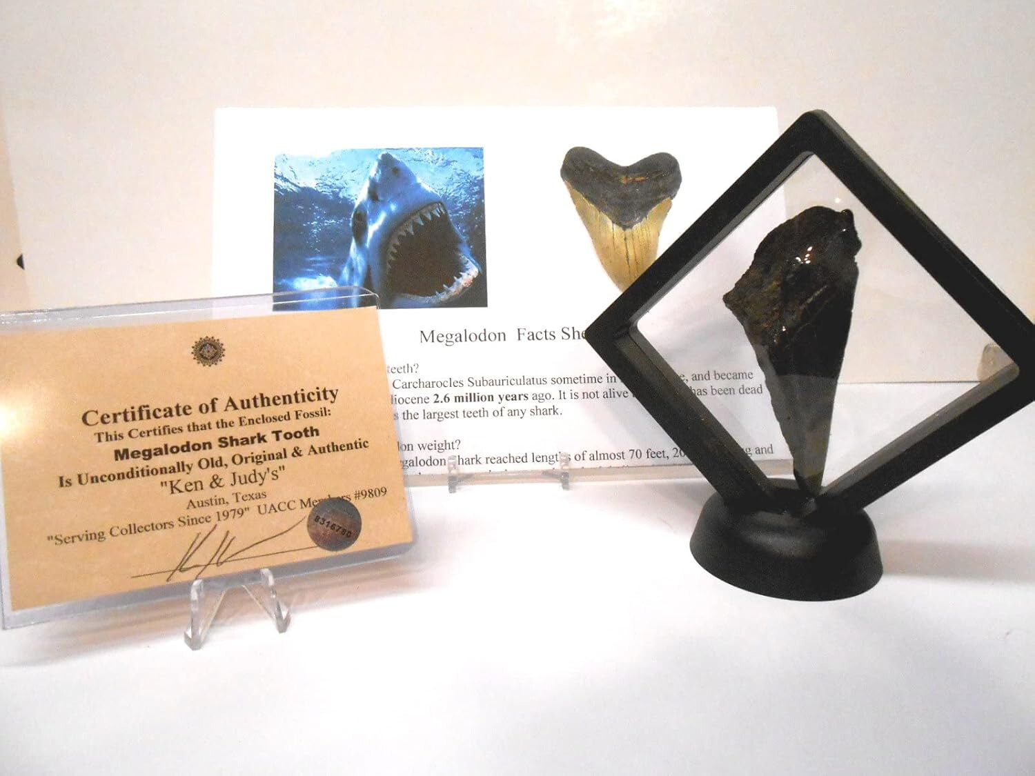 Genuine Partial Megalodon Shark Tooth in Floating Frame w/COA  NICE