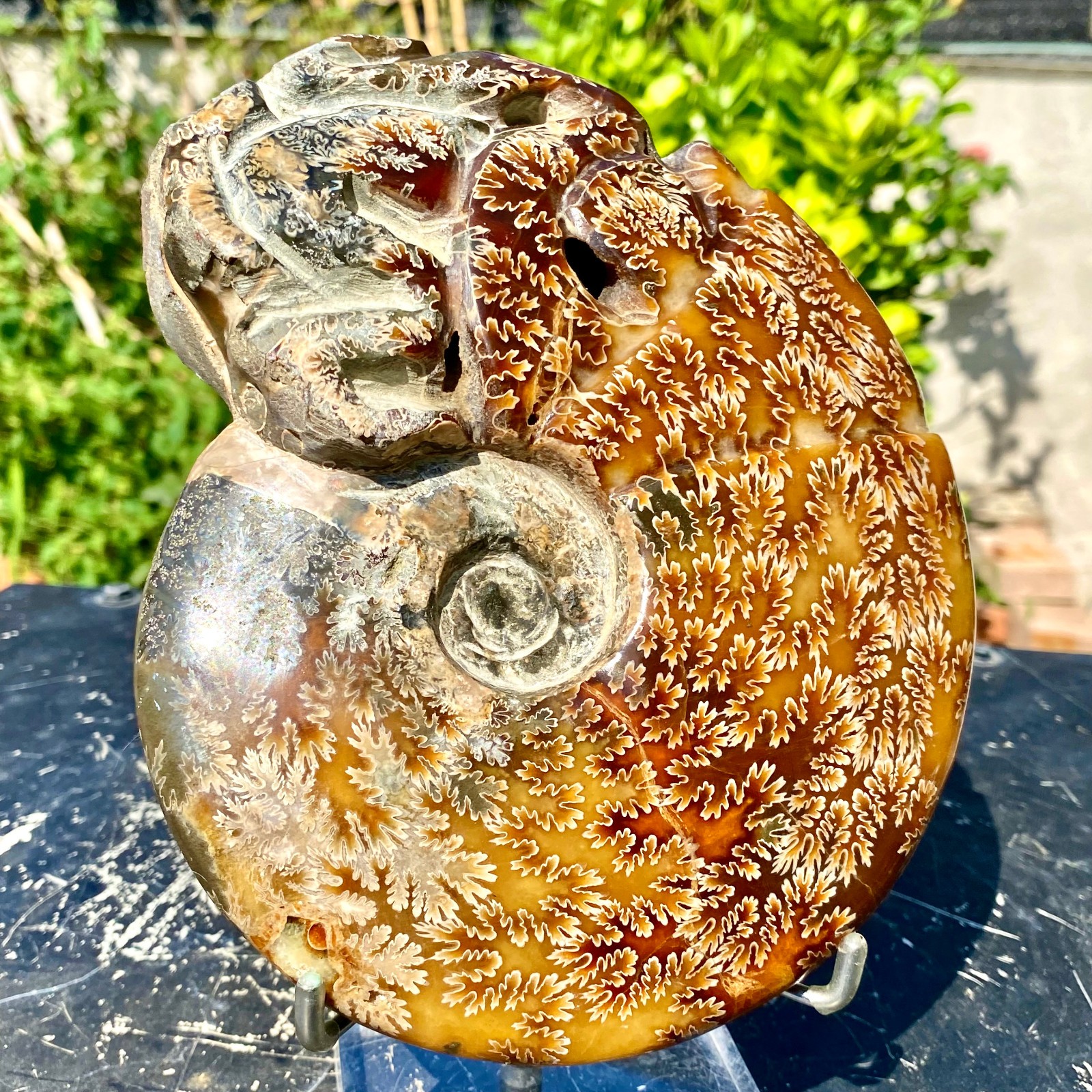 2.71LB Rare Natural Tentacle Ammonite FossilSpecimen Shell Healing Madagascar.
