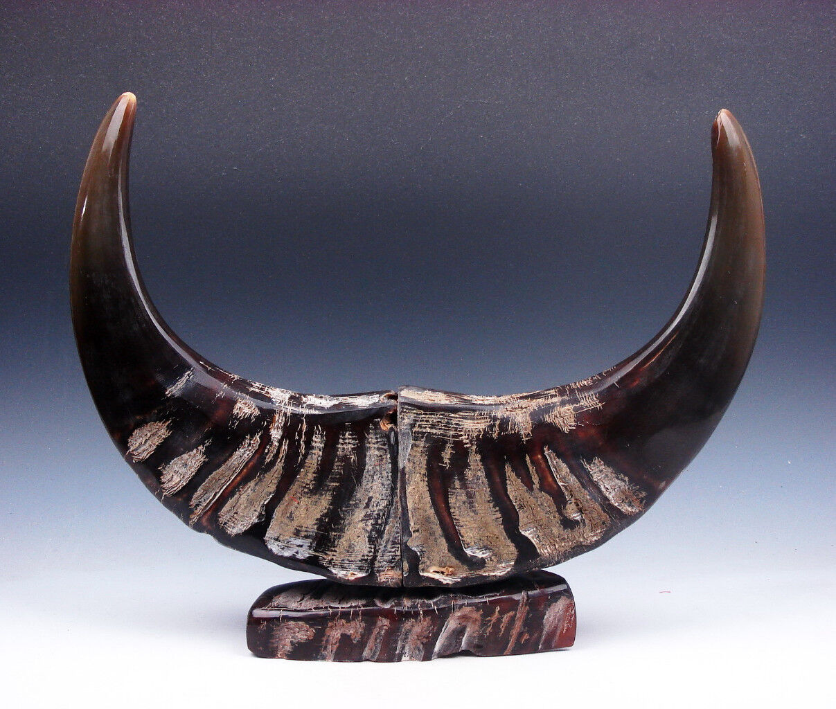 Exquisite Rare Pair Large Natural Ox/Buffalo Horns Awesome Home Decor #03161602