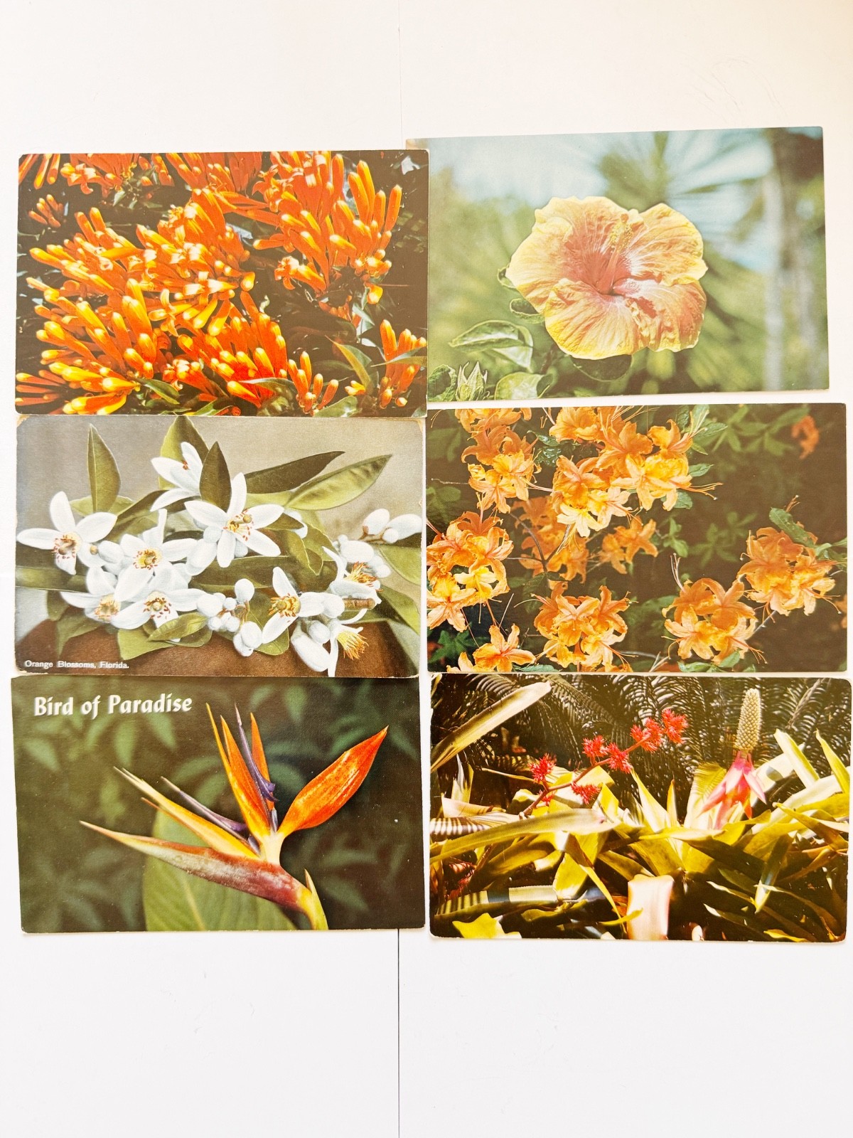 Lot of 6 Vintage Postcards Tropical Flowers Florida Hawaii Mixed Lot