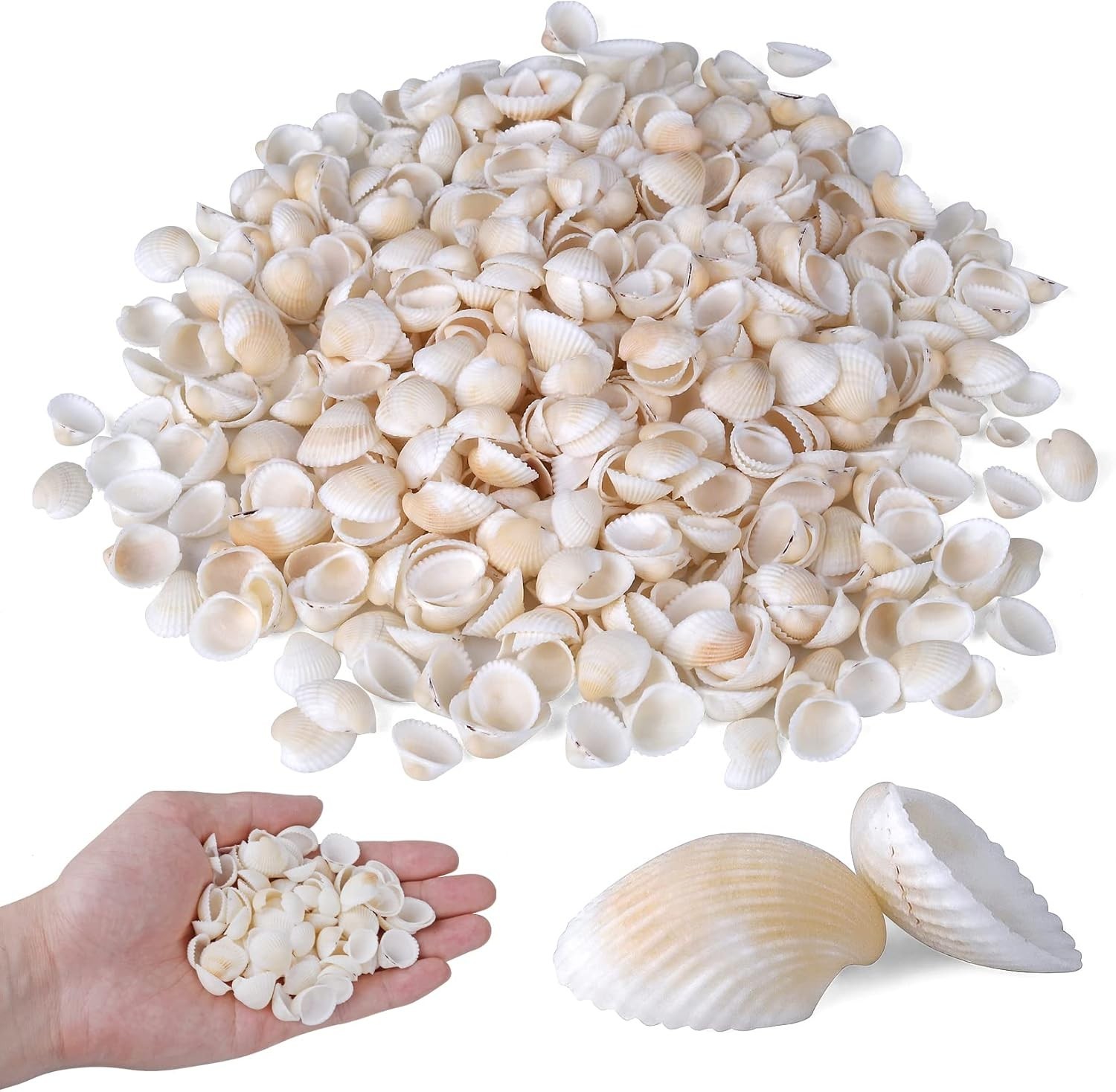 1000Pcs Tiny White Clam Shells Natural Sea Shells for Crafts Jewelry Home Decor