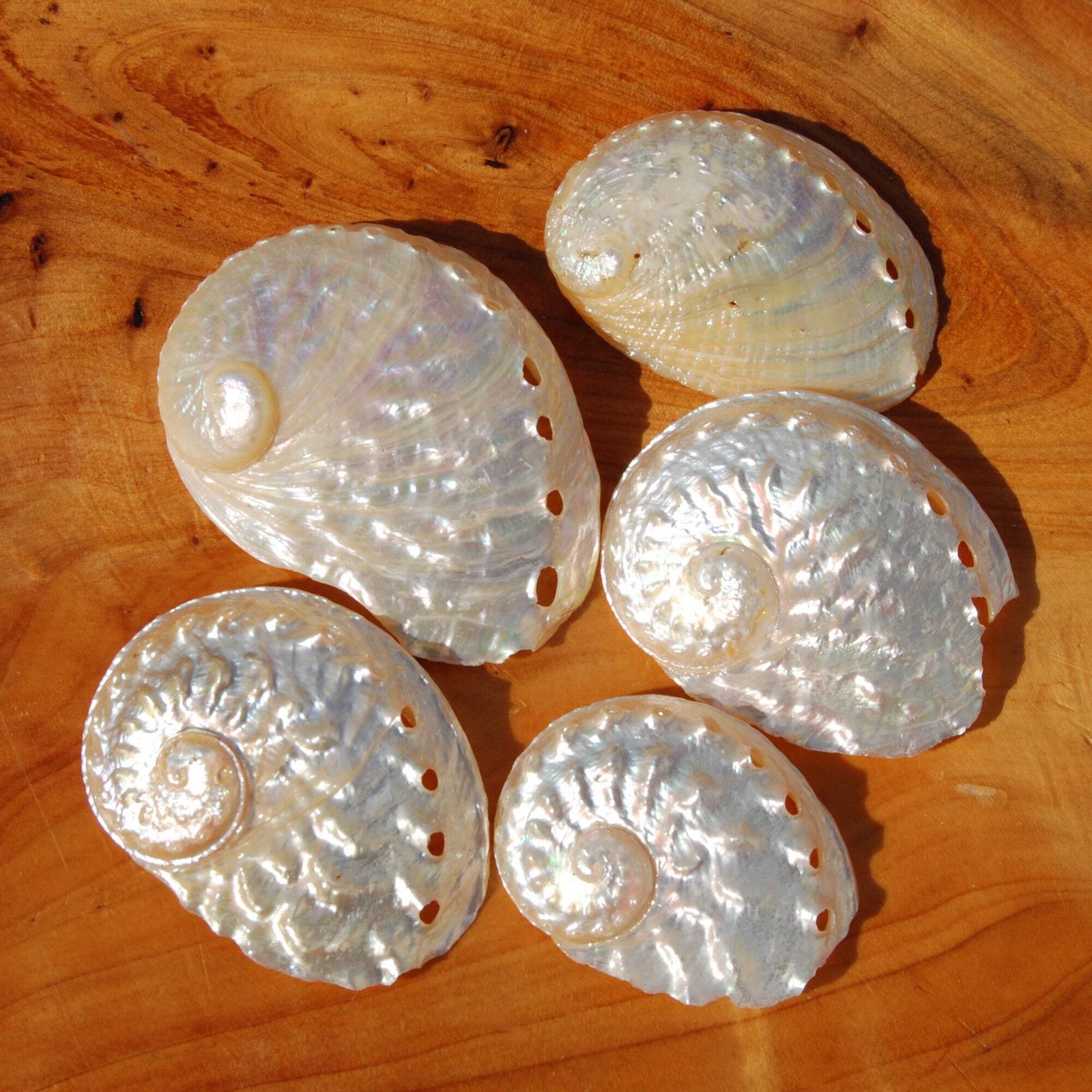 3pc Pearlized Ovina Abalone Shells - Natural Mother of Pearl Haliotis ovina Seas