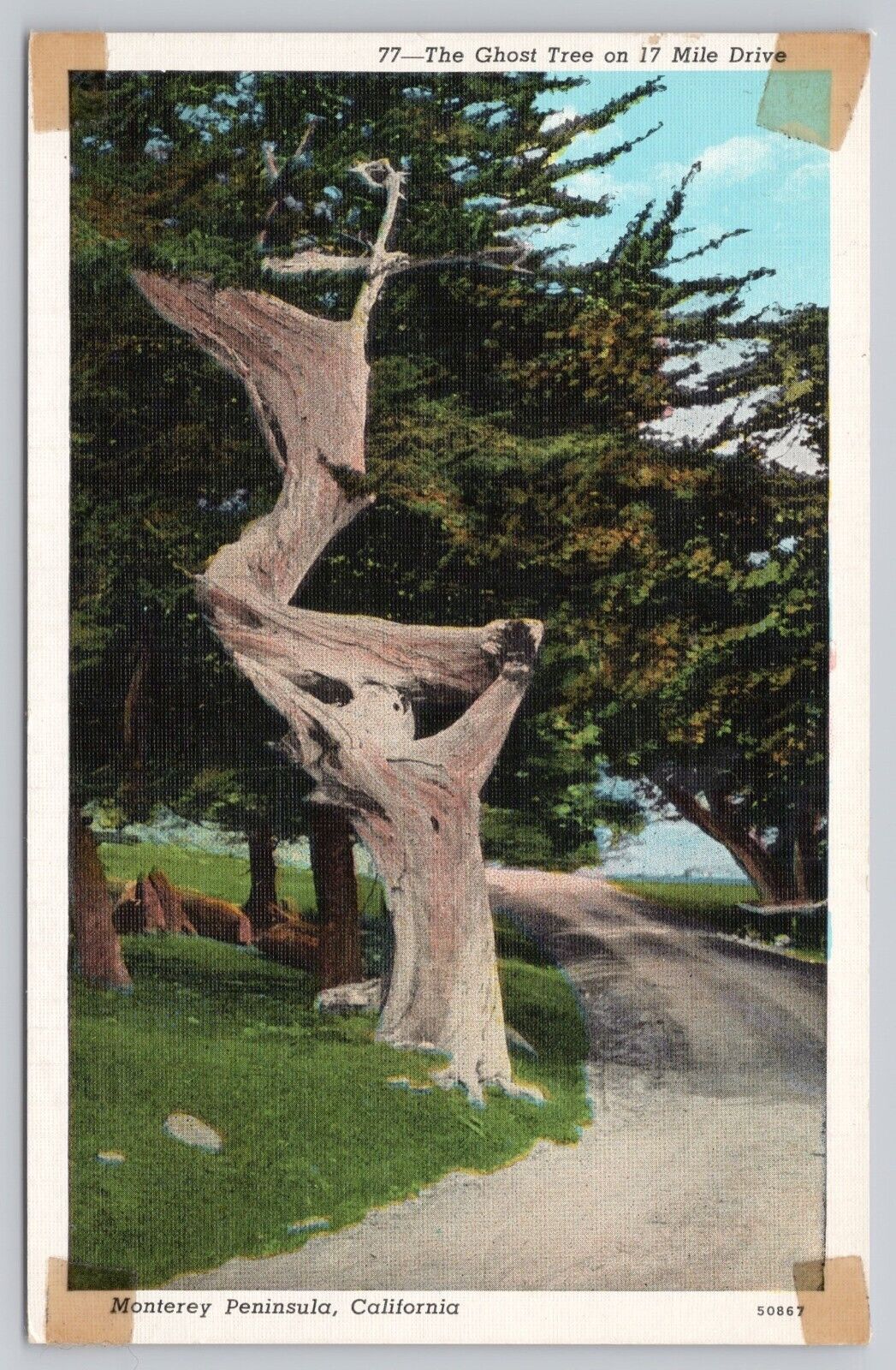 Monterey Peninsula California, Ghost Tree on 17 Mile Drive, Vintage Postcard