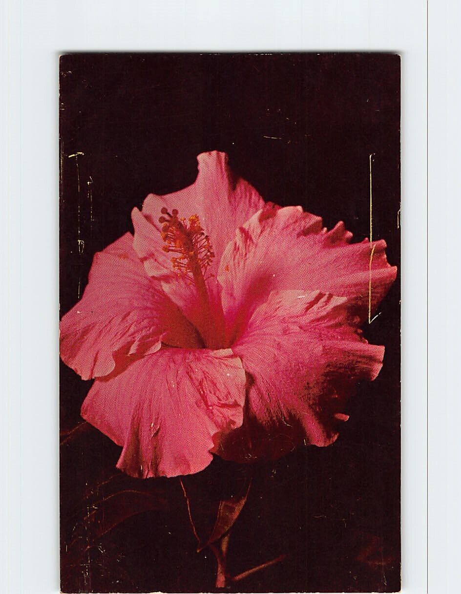 Postcard Pink Hibiscus
