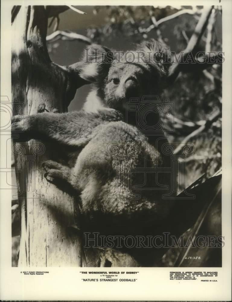 1970 Press Photo A Koala featured on \