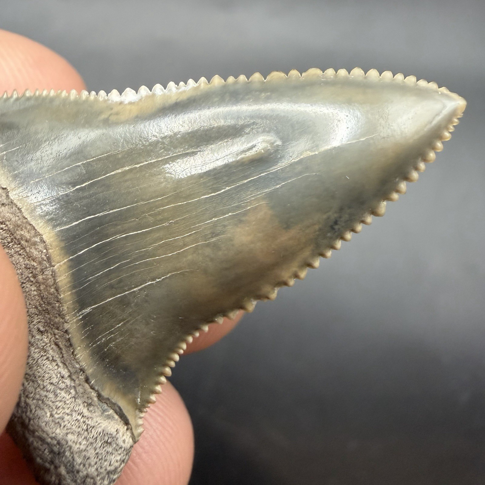 Flawless Great White Shark Tooth Fossil Florida 1.75” Pathological
