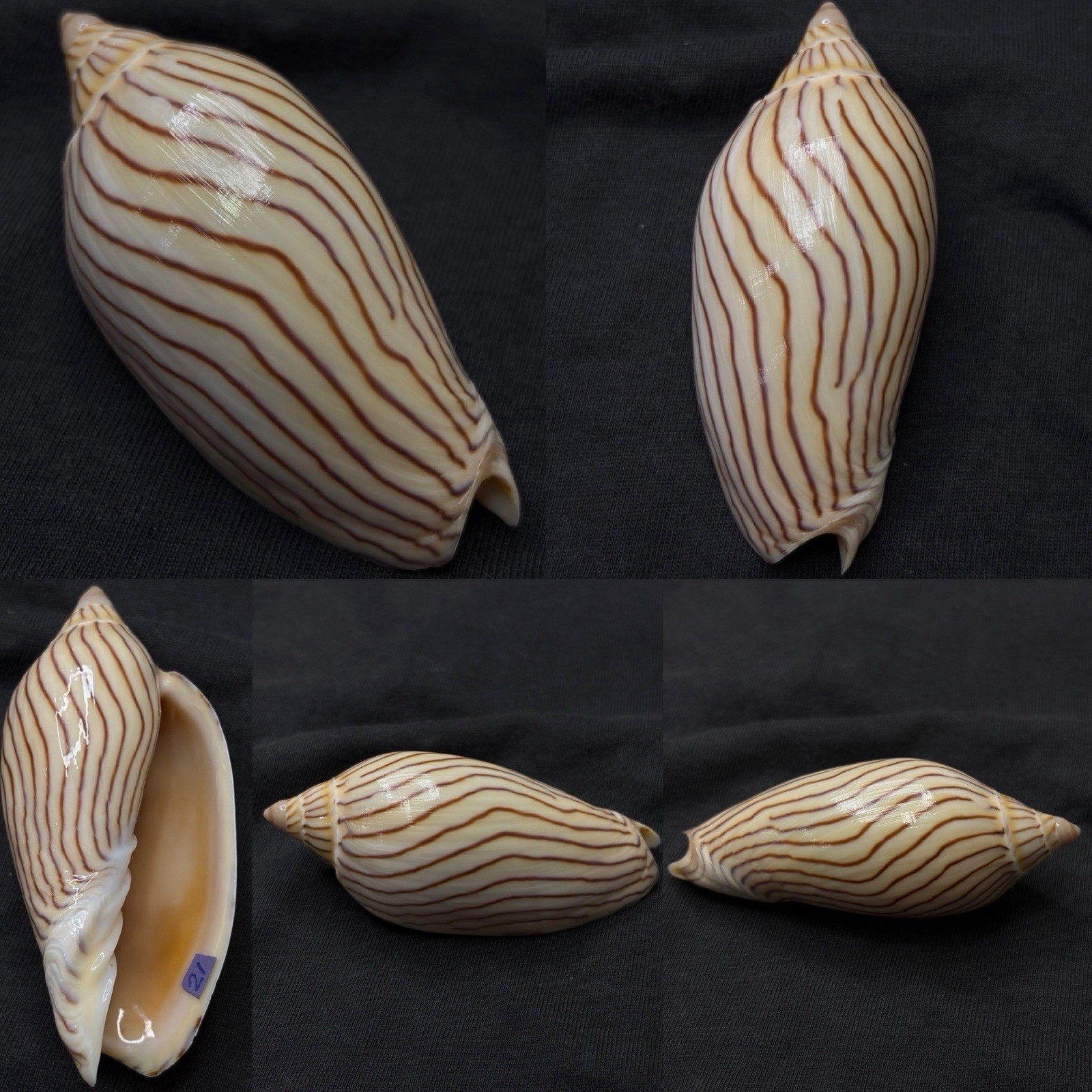 Volutidae Amoria ellioti Sea Shell, 73mm