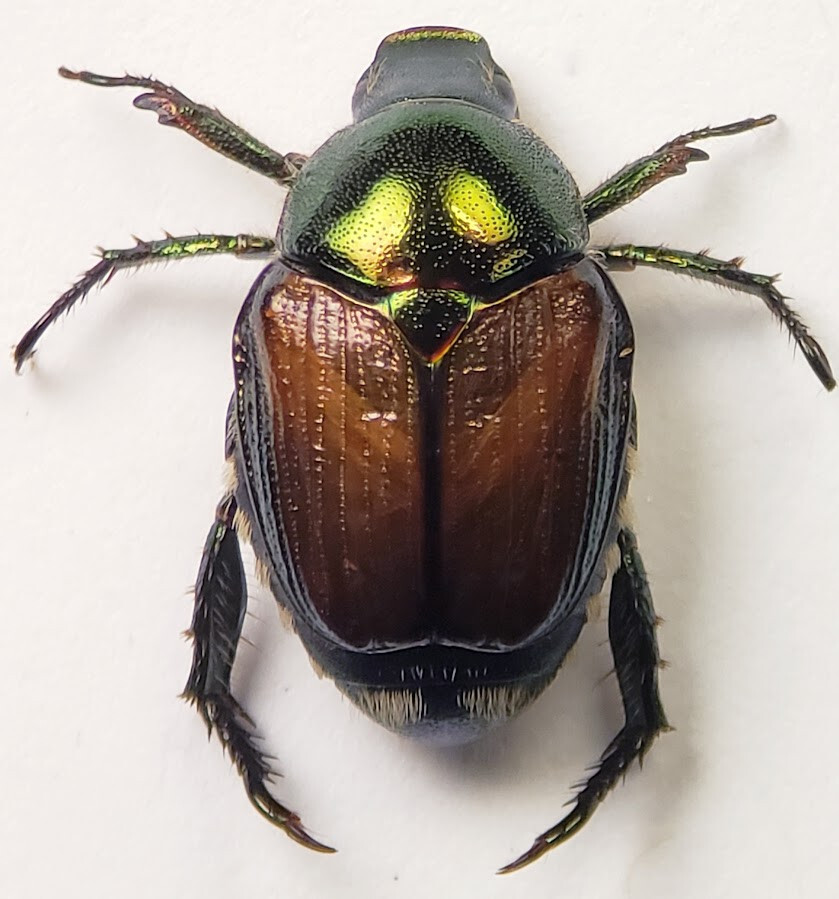 Leaf Chafer: Popillia japonica (Scarabaeidae) USA Coleoptera Rutelinae