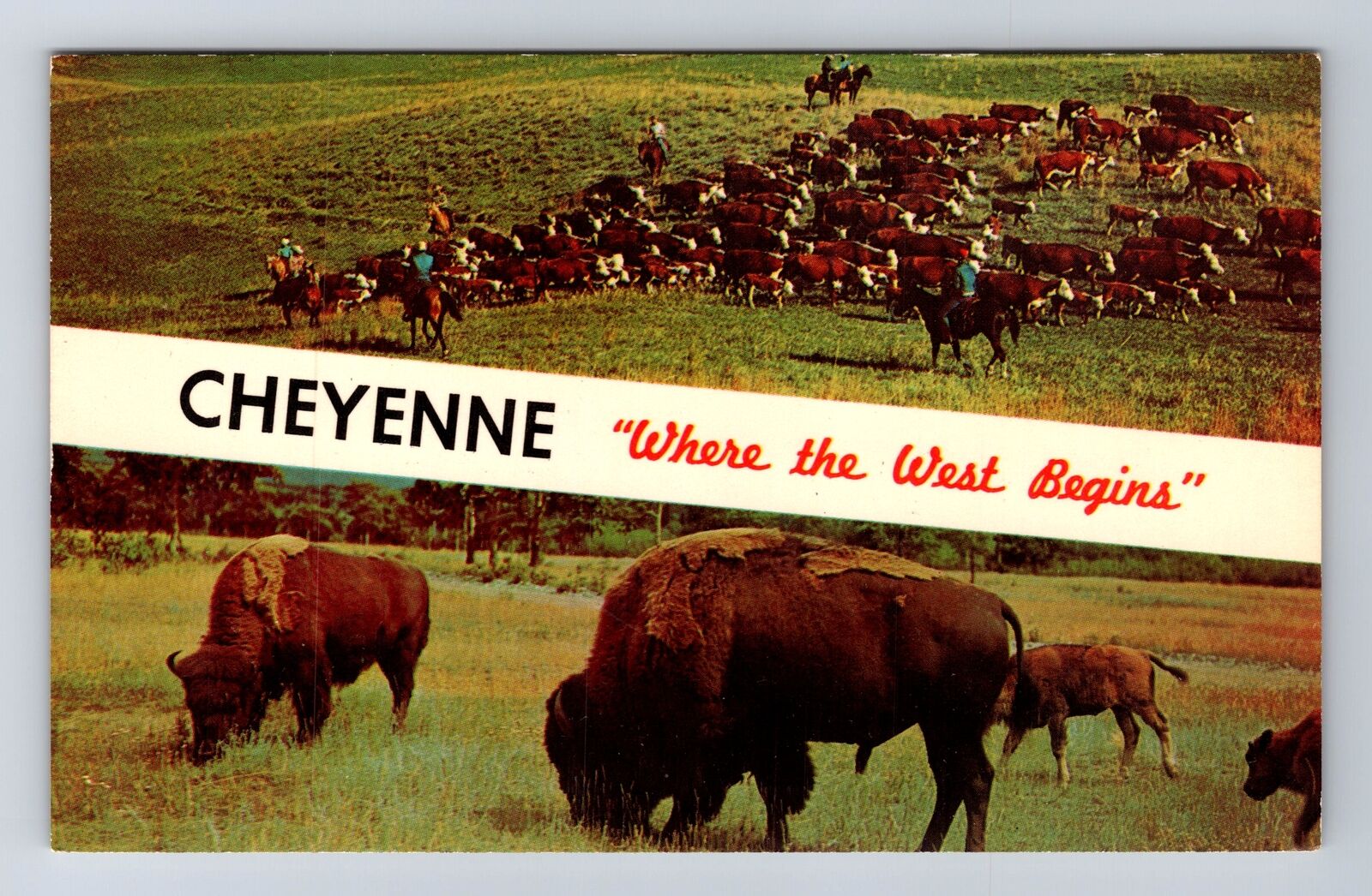 Cheyenne WY-Wyoming, Scenic Greeings, Roundup Time, Herds Vintage Postcard
