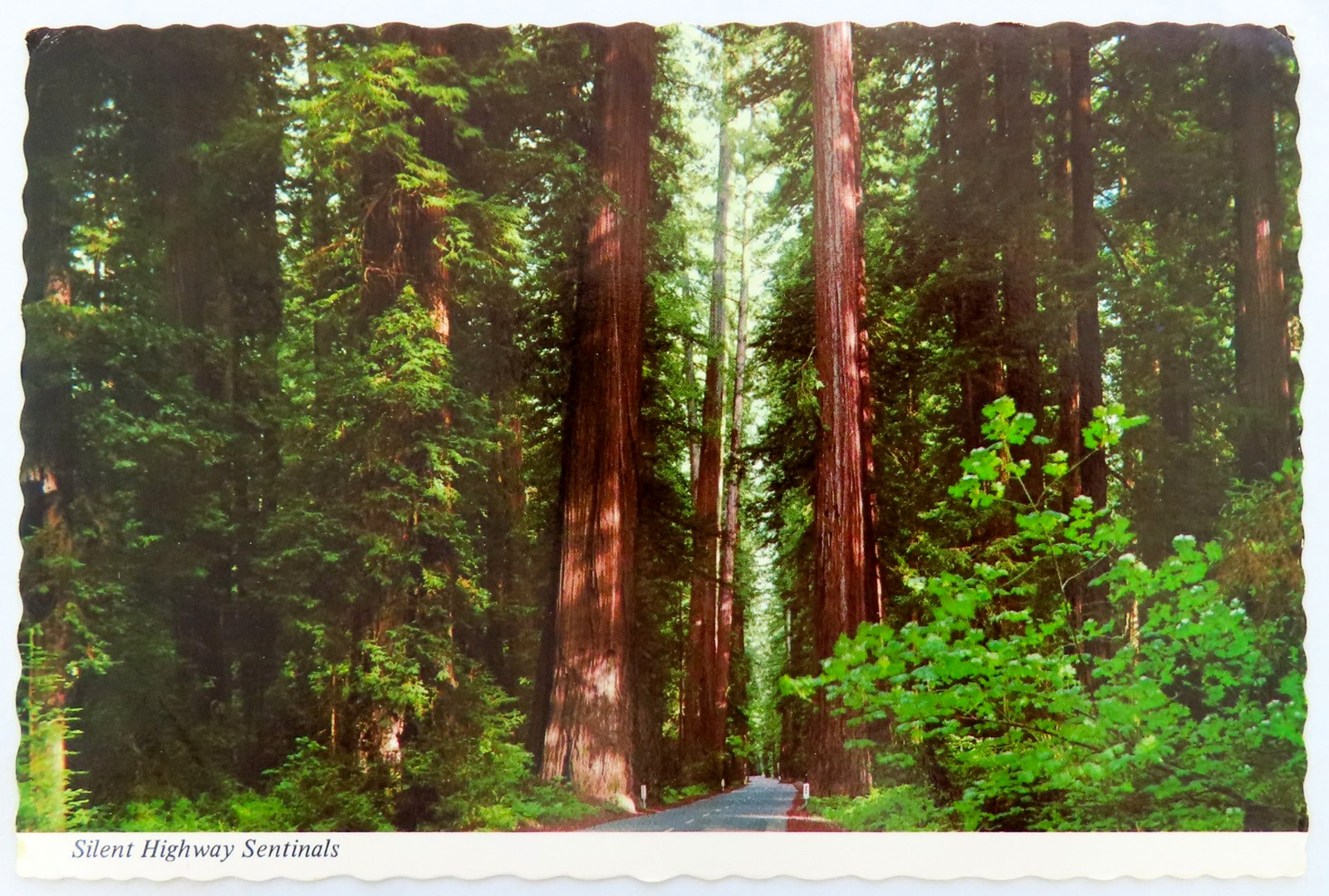Silent Sentinals Redwood Highway Postcard Vintage Chrome California Trees Travel