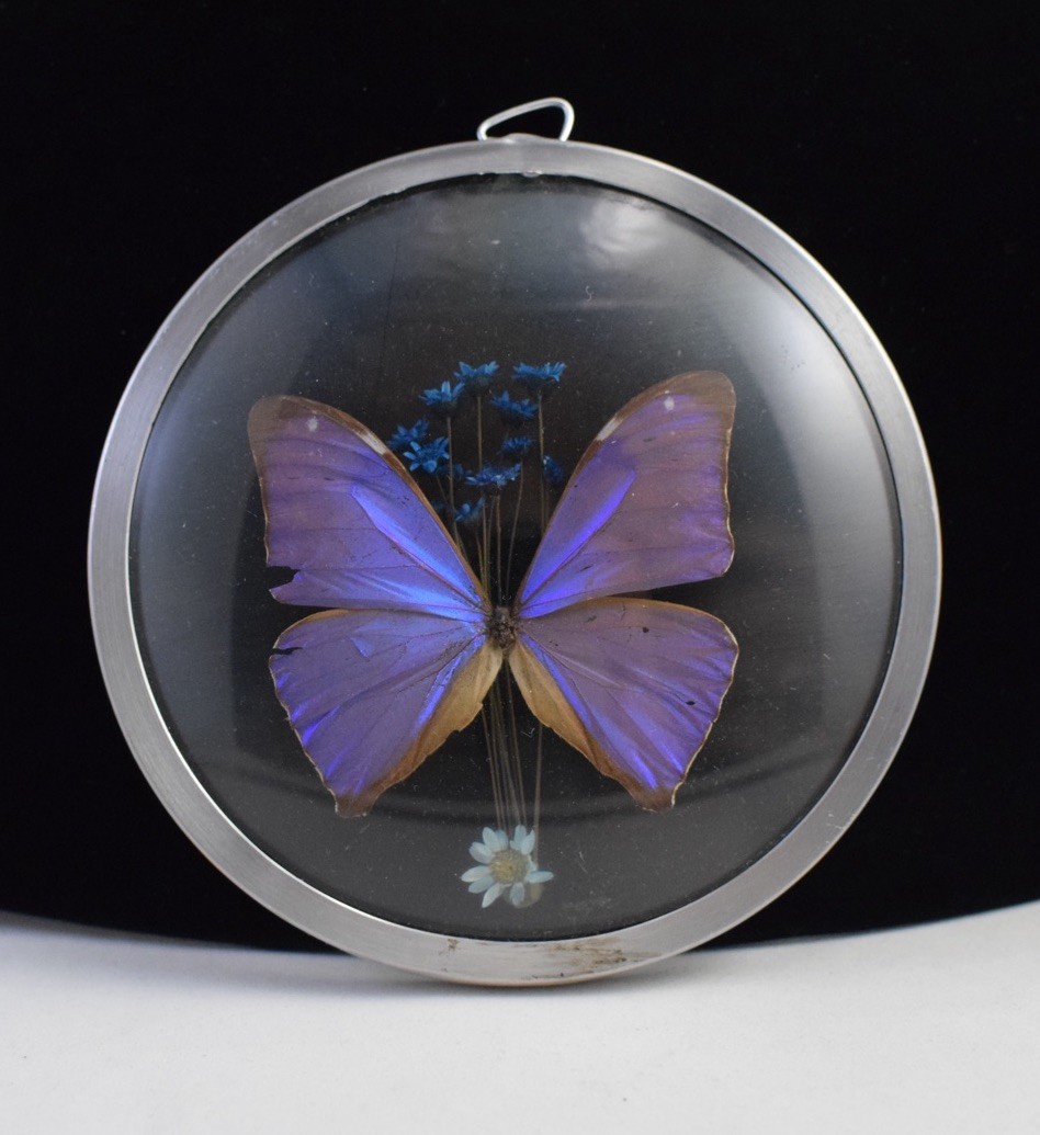 VTG BLUE MORPHO MENELAUSE FLORAL FRAMED REAL BUTTERFLY TAXIDERMY