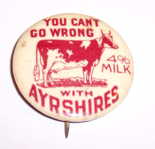 Vintage Ayrshires Cow 4%  Milk  1  1/4\