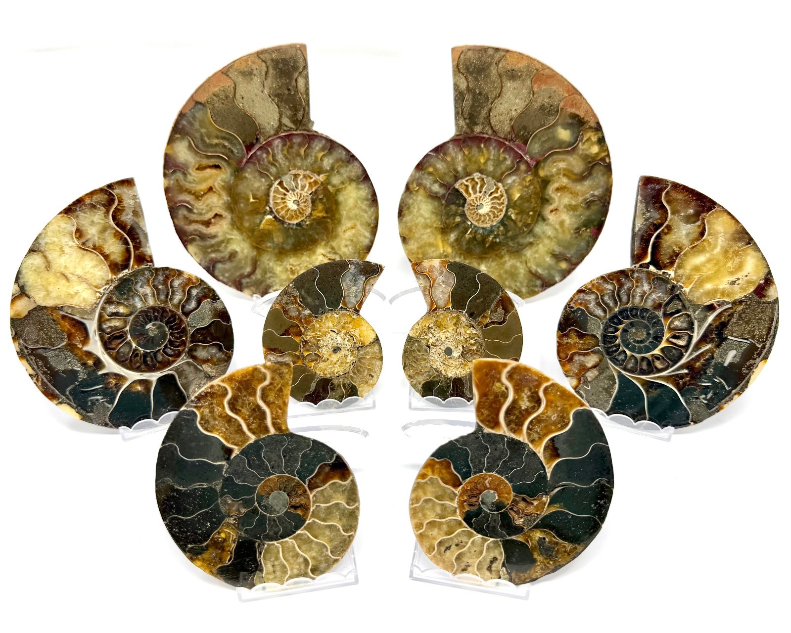 LARGE Genuine Ammonite Fossils From Madagascar - Choose Single or Matching Pair