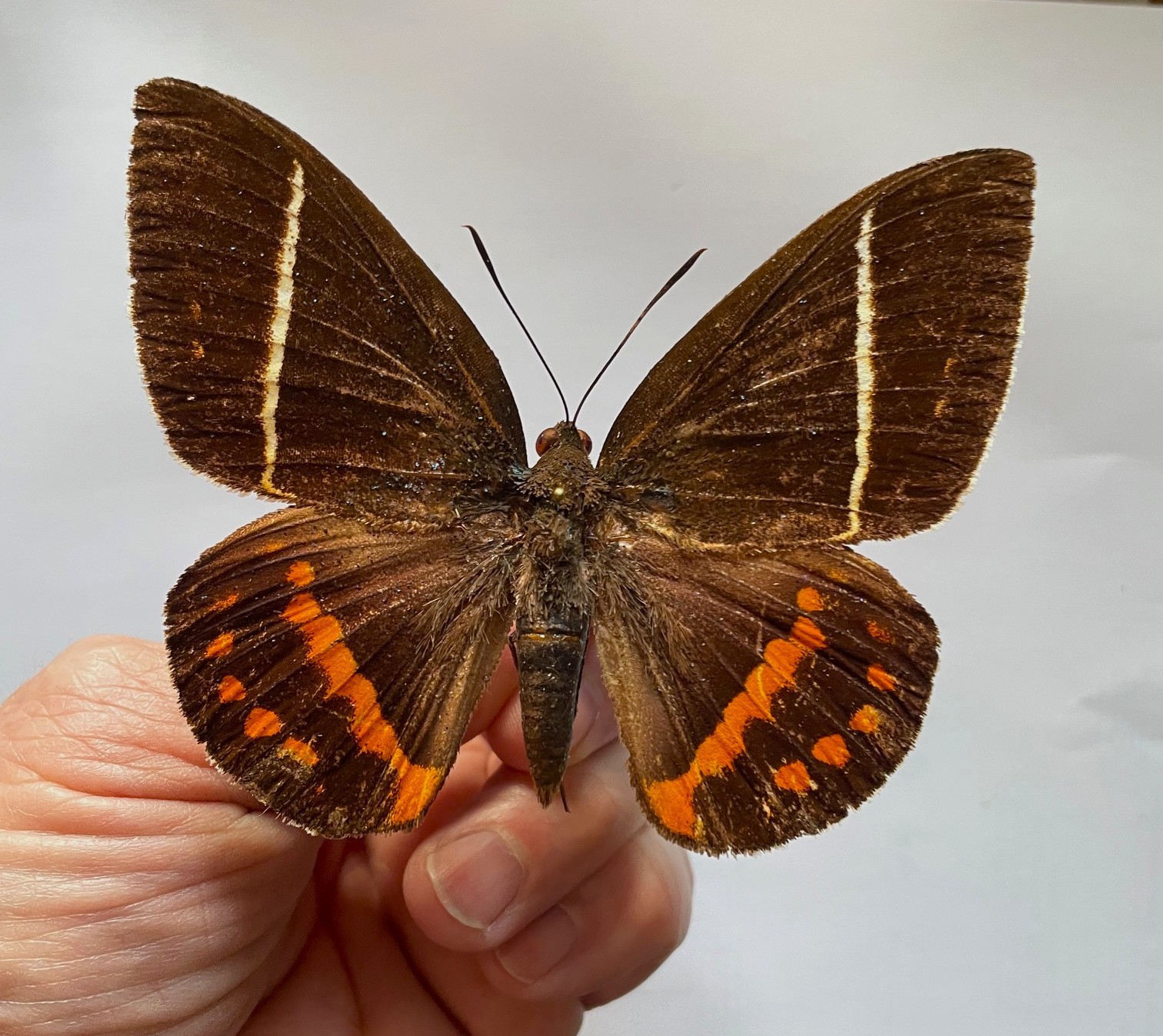 CASTNIA(Amauta) PROCERA****male  Nr. 2 **** Southern Costa Rica