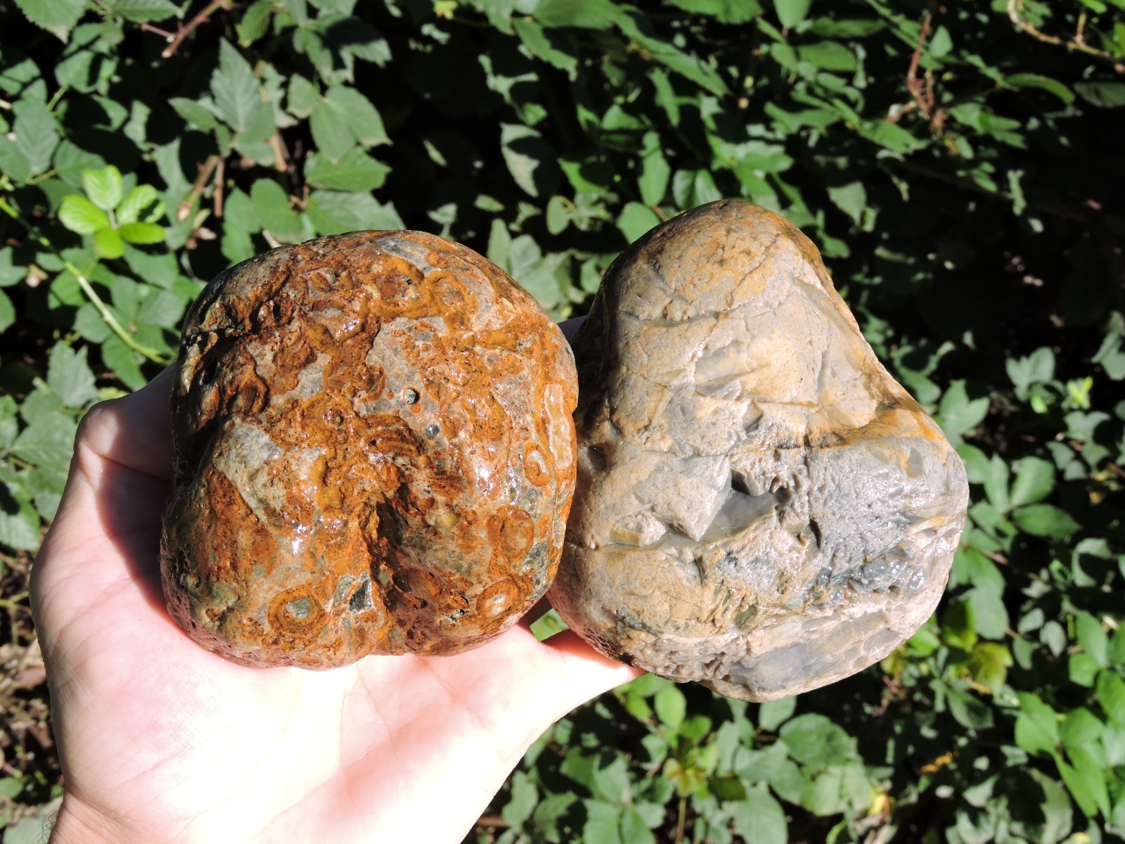 PAIR of ODD & UNUSUAL PNW Natural Rhyolite or Chert Stone Nodules (3 lb+ total) PAIR of ODD & UNUSUAL PNW Natural Rhyolite or Chert Stone Nodules (3 lb+ total)