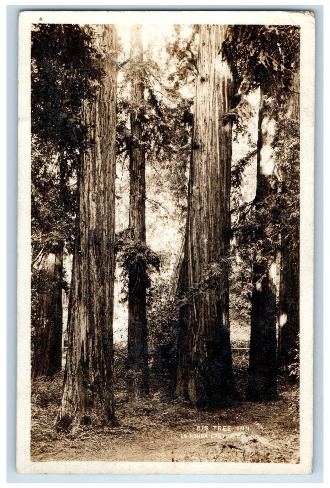 1931 View Of Big Tree Inn La Honda Canyon California CA RPPC Photo Postcard