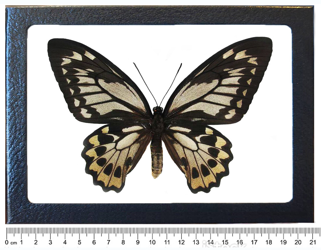Ornithoptera croesus lydius FEMALE black gold butterfly Indonesia FRAMED Ornithoptera croesus lydius FEMALE black gold butterfly Indonesia FRAMED