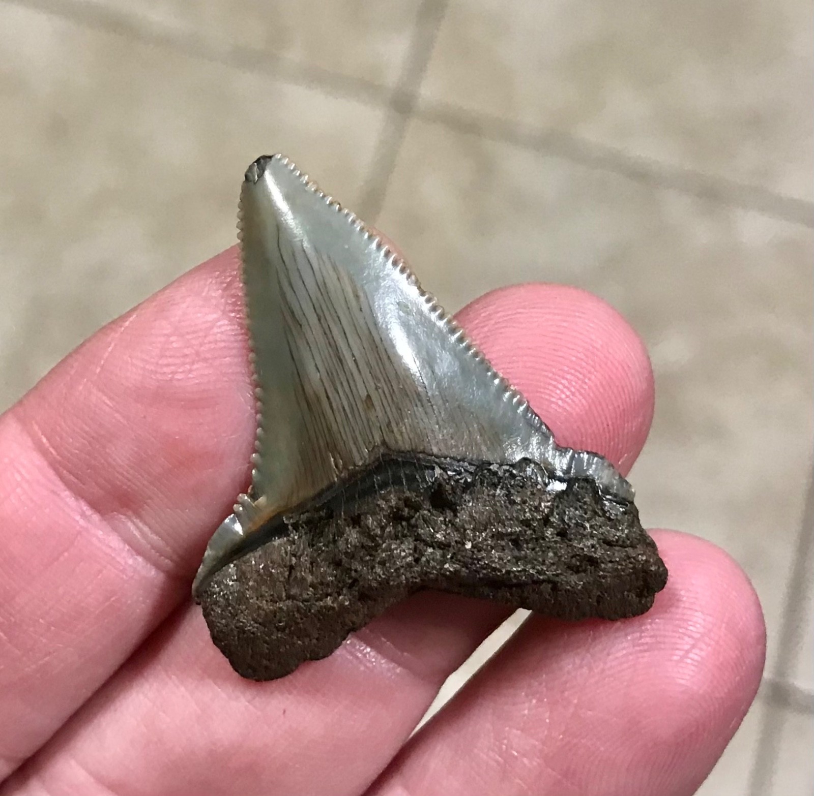 SWEETLY RARE & SLIGHTLY PATHOLOGICAL -B.VALLEY,FL- AURICULATUS SHARKTOOTH FOSSIL SWEETLY RARE & SLIGHTLY PATHOLOGICAL -B.VALLEY,FL- AURICULATUS SHARKTOOTH FOSSIL