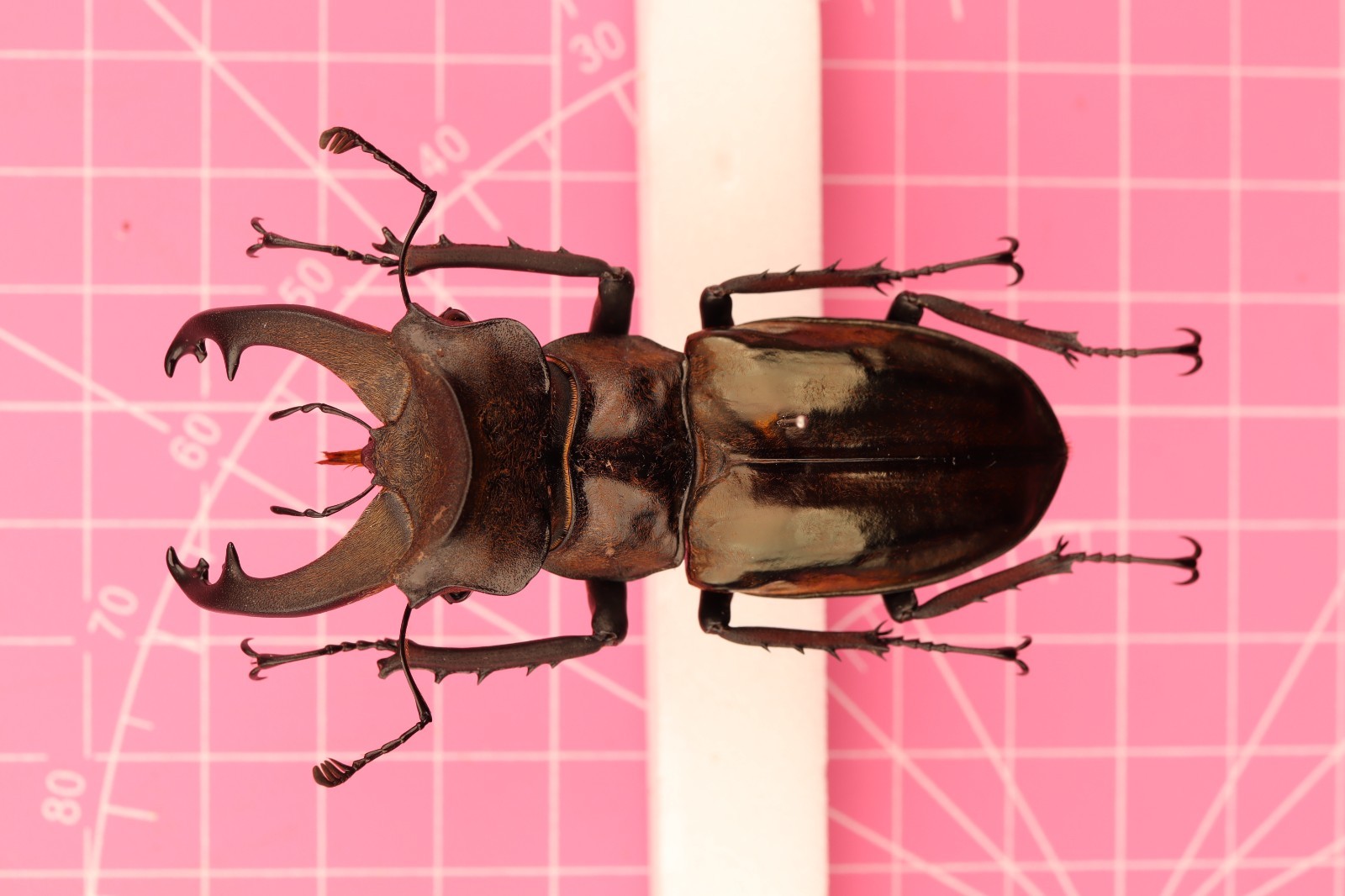 Lucanus mishmi 67mm... XL male...