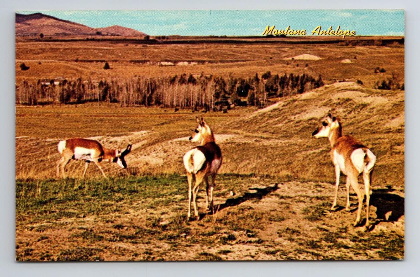Postcard Montana Antelope, Central and Eastern Montana