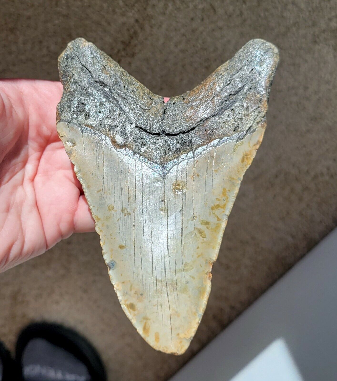 HUGE 5.90” Megalodon Shark Tooth Fossil NO RESTORATION, NO REPAIR, Natural Teeth