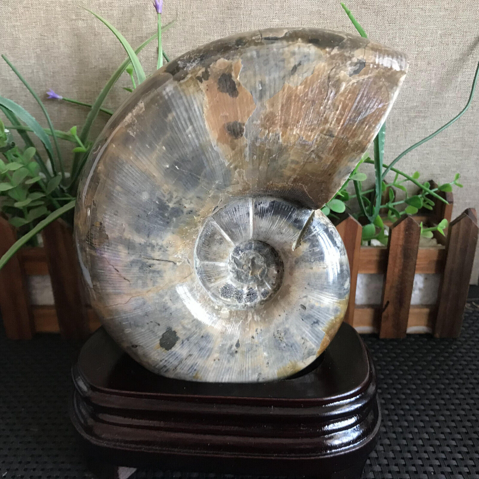 1970g Rare Natural conch Ammonite fossil specimens of Madagascar+base  B1691