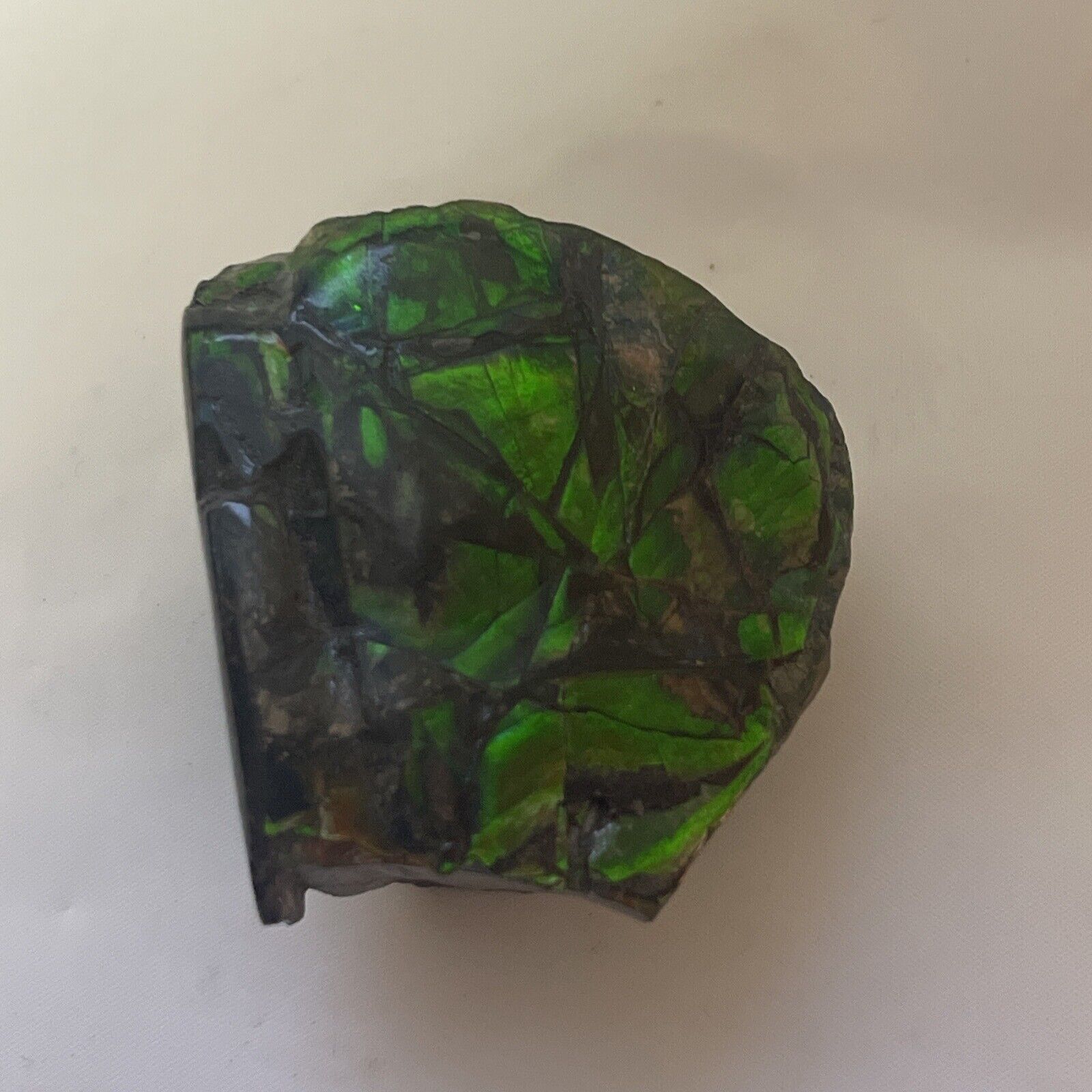 Stunning Vibrant Green Fossil Ammolite 50 mm x 50mm x 30 mm 110 g 