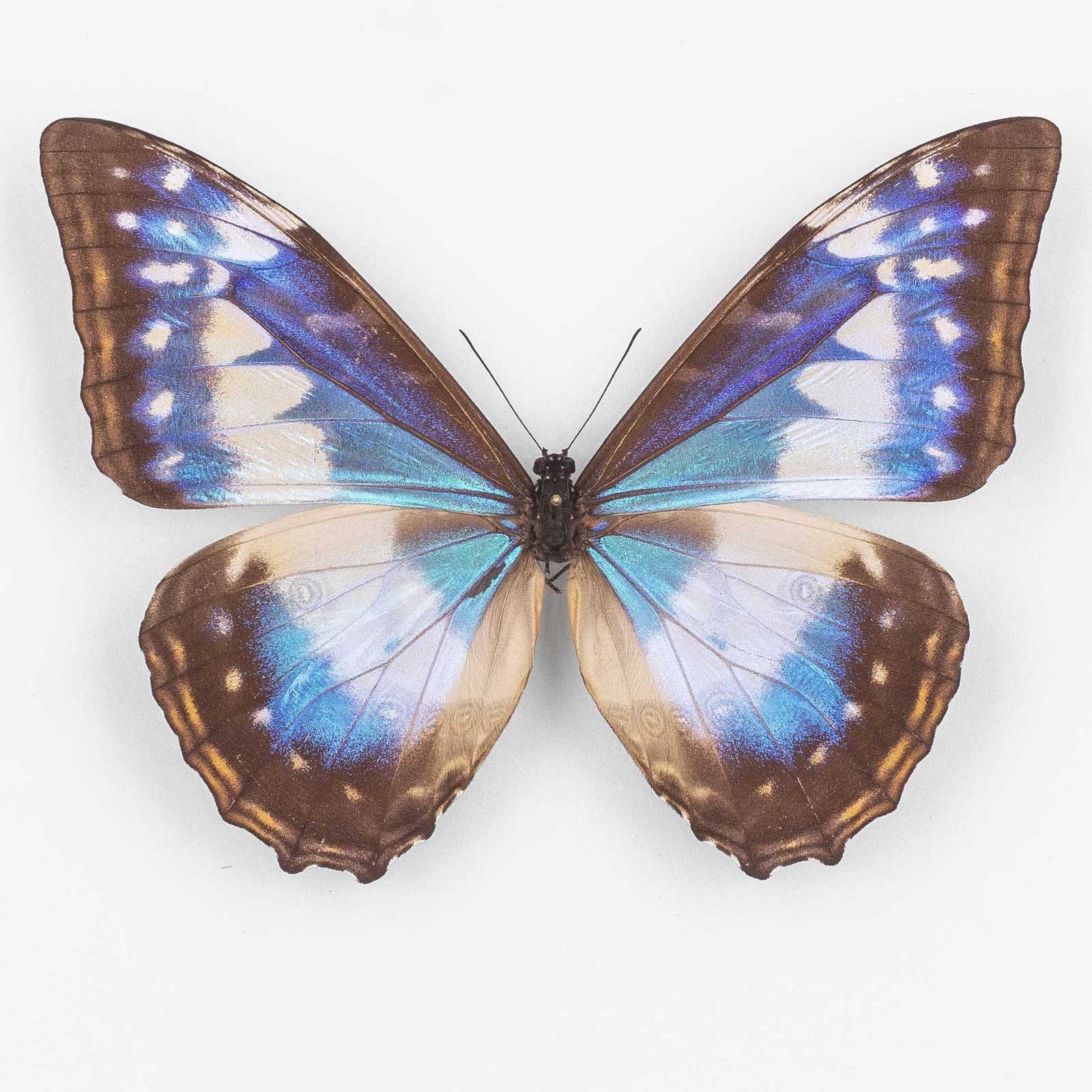 Morpho C. Cypris f. Cyanites ♀ Colombia - Female 2 - Nymphalidae Entomology