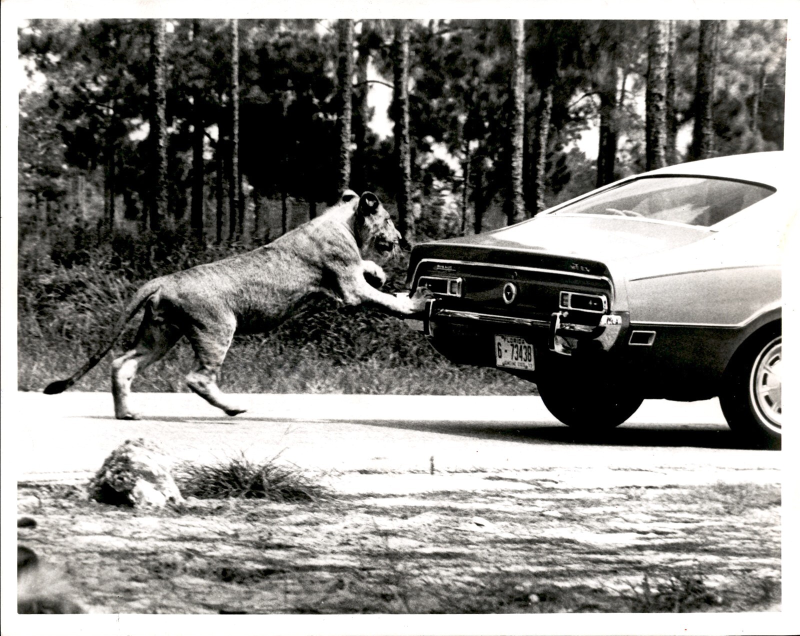 LG19 1980 Original Photo LION COUNTRY SAFARI WEST PALM BEACH FLORIDA ANIMAL PARK LG19 1980 Original Photo LION COUNTRY SAFARI WEST PALM BEACH FLORIDA ANIMAL PARK
