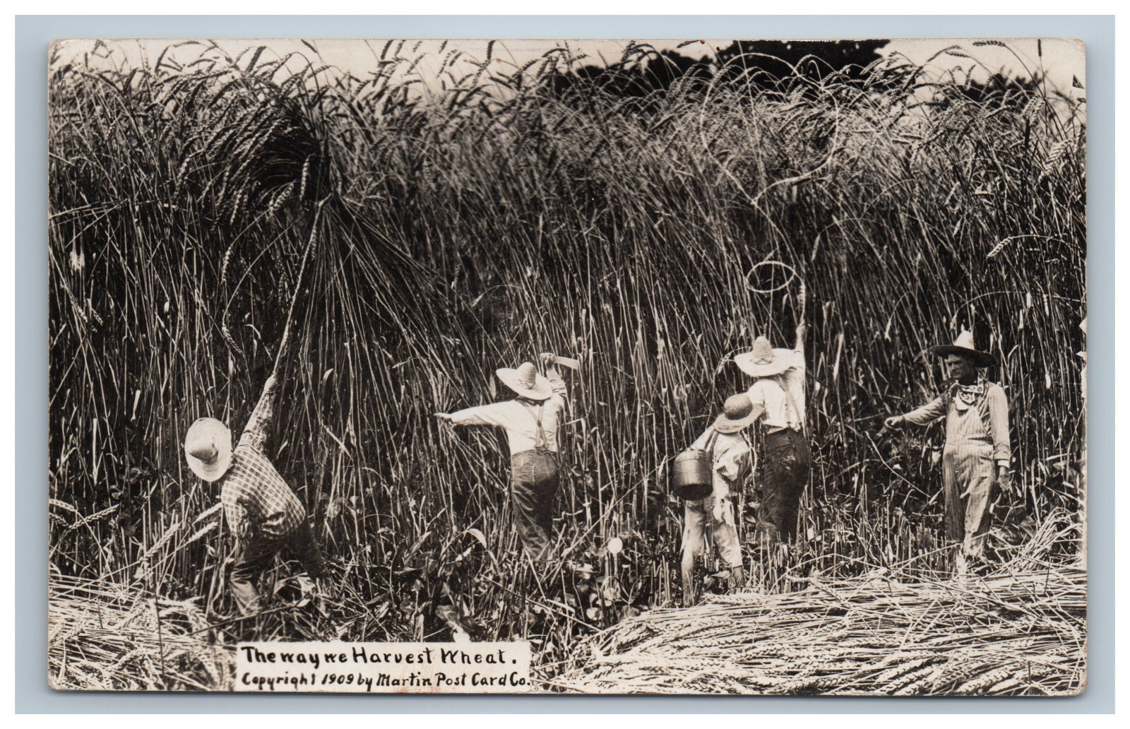WH Martin Exaggeration Wheat Harvesting RPPC Photo Postcard Humor Exaggerated
