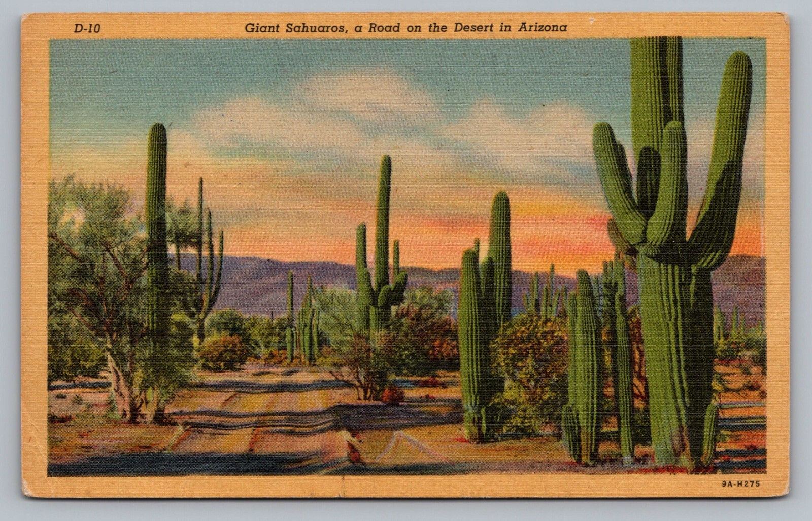 Giant Sahuaro Cactus Cacti AZ Desert Flora Arizona State Flower Postcard Vtg D6 Giant Sahuaro Cactus Cacti AZ Desert Flora Arizona State Flower Postcard Vtg D6