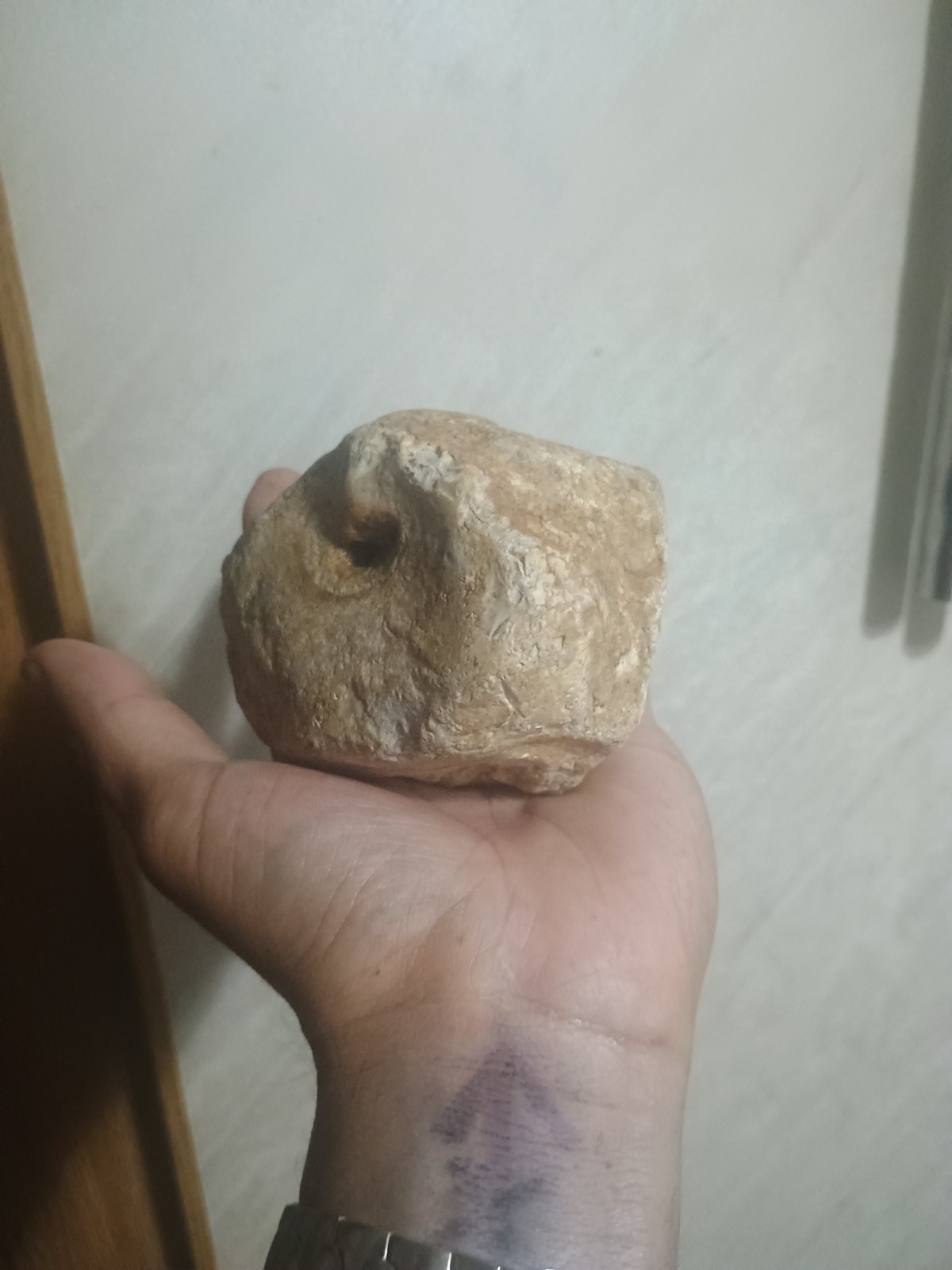 Ancient Fossilized Turtle Head