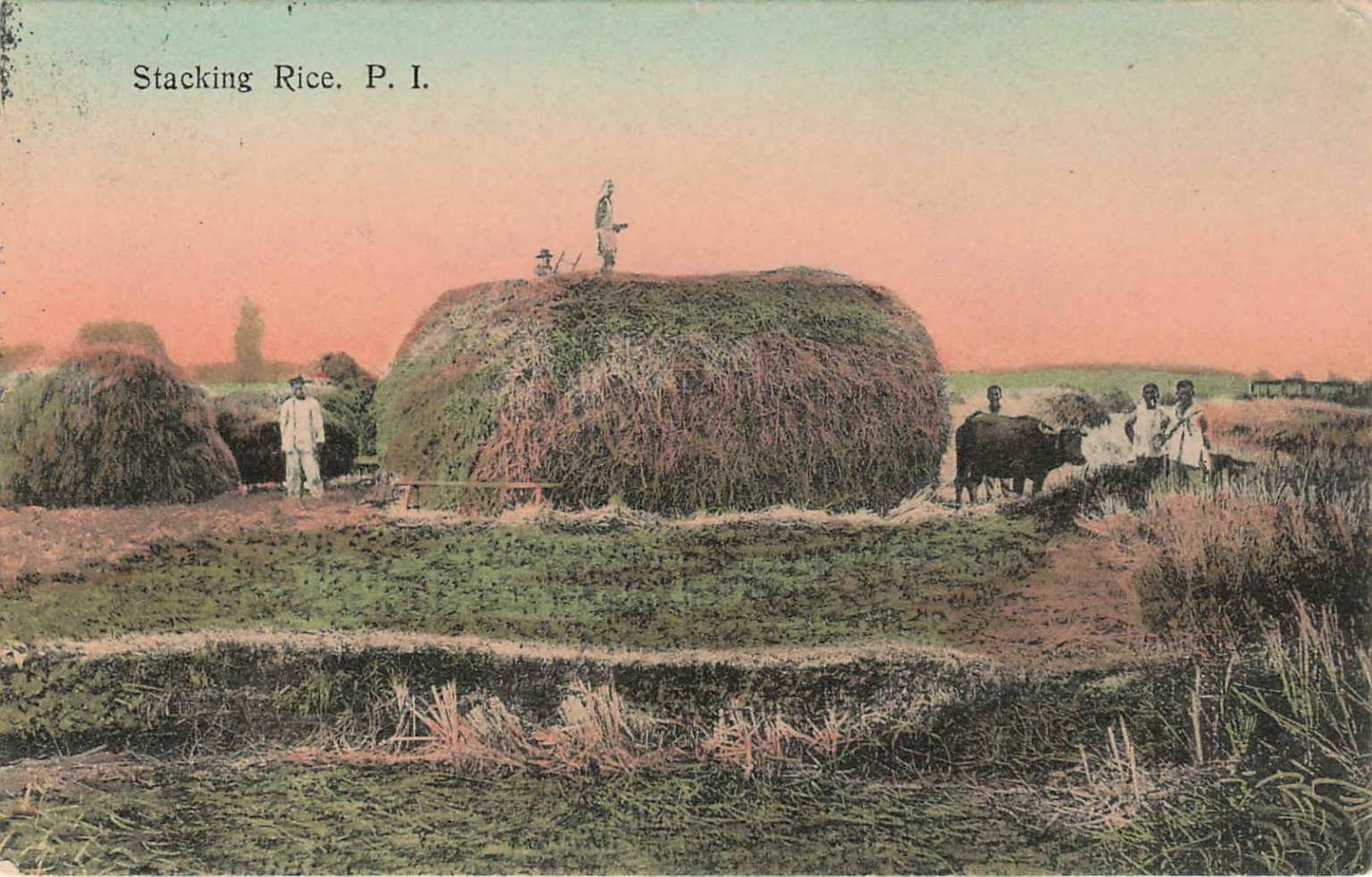 Vintage Philippines Postcard: Stacking Rice, Farmers & Water Buffalo, 1912