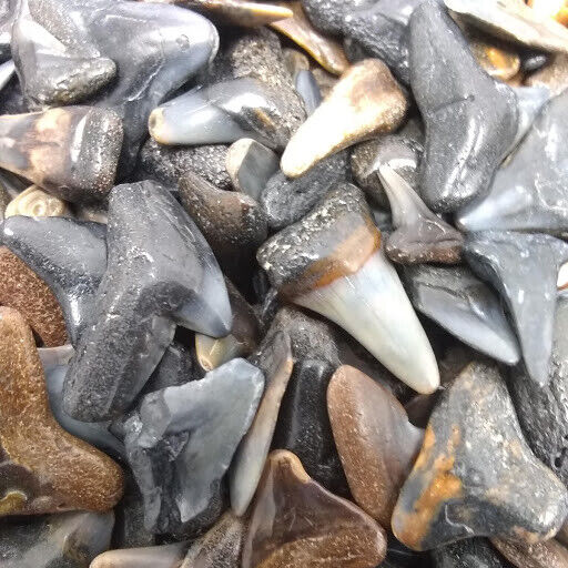 30 Fossilized Shark Teeth (15 River/15 Beach*) +1 Shark Tooth Necklace + Bonus