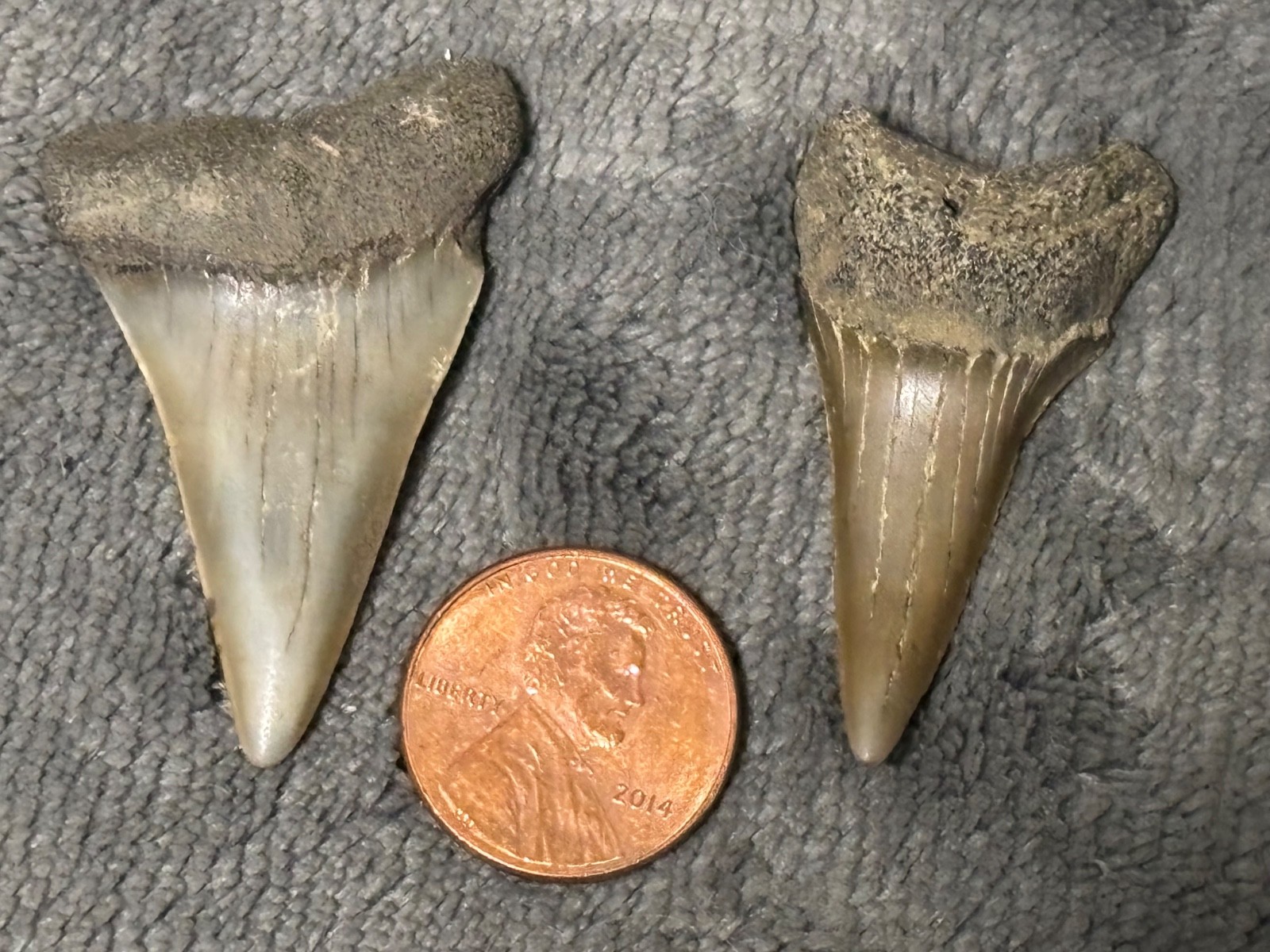 Giant Mako Shark Tooth - Cosmopolitodusn hastalis - Antwerp Harbour, Belgium