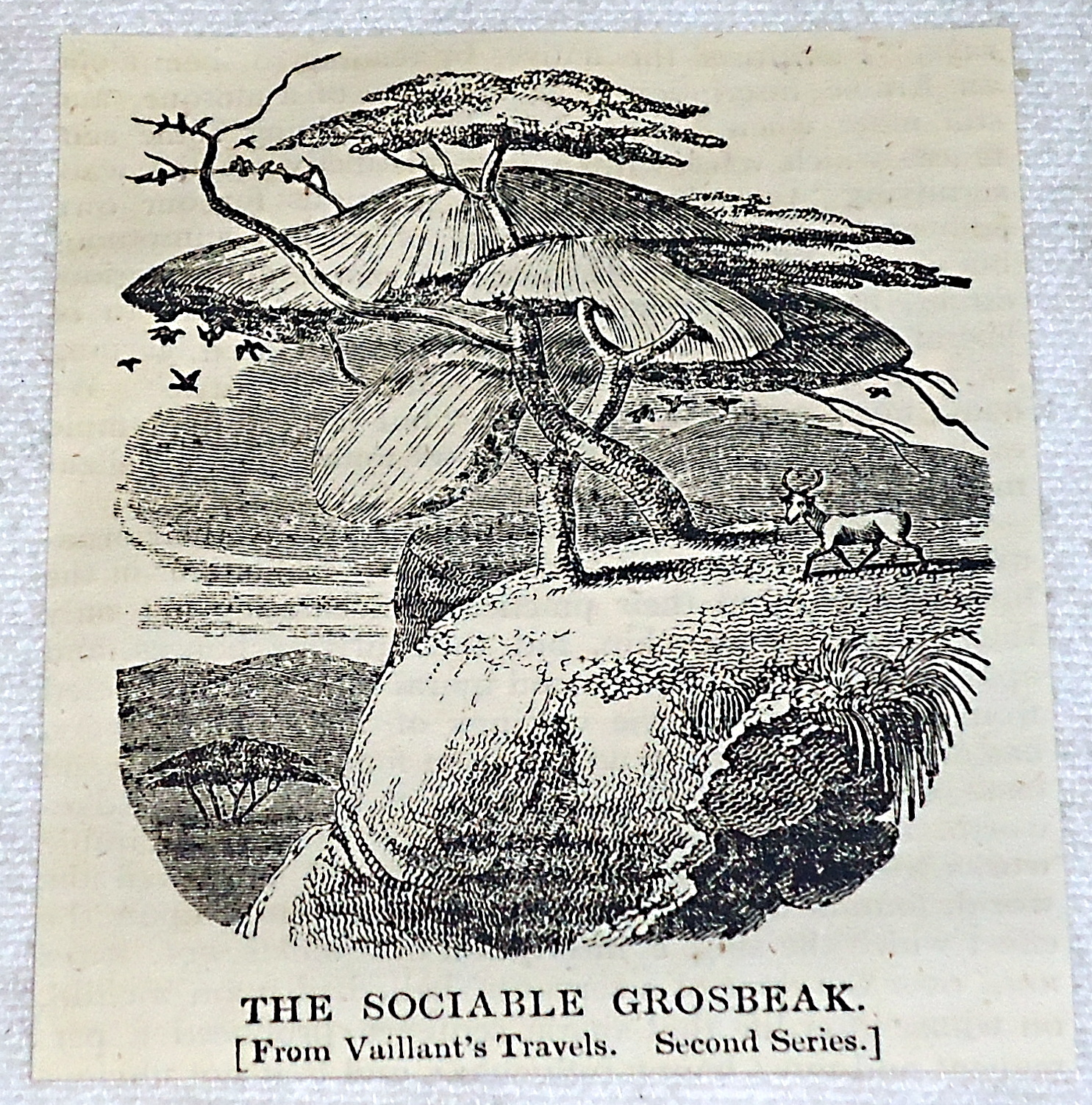 1832 small magazine engraving ~ THE SOCIABLE GROSBEAK in trees