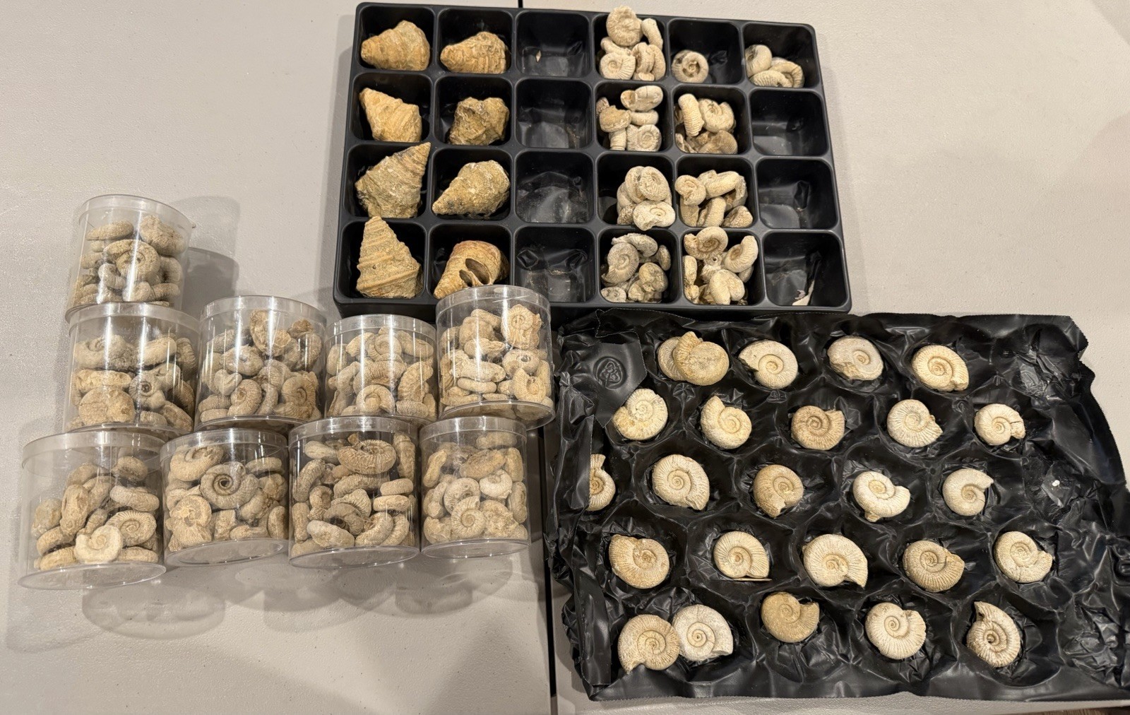 LOT OF 100's France NICE Middle Jurassic Fossil Ammonites Perisphinctes + More