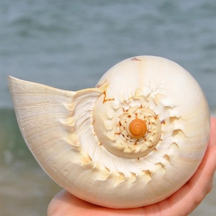 Large Indian Melon Volute Seashell Natural Conch Rare Real Beach Home Deco 7-8
