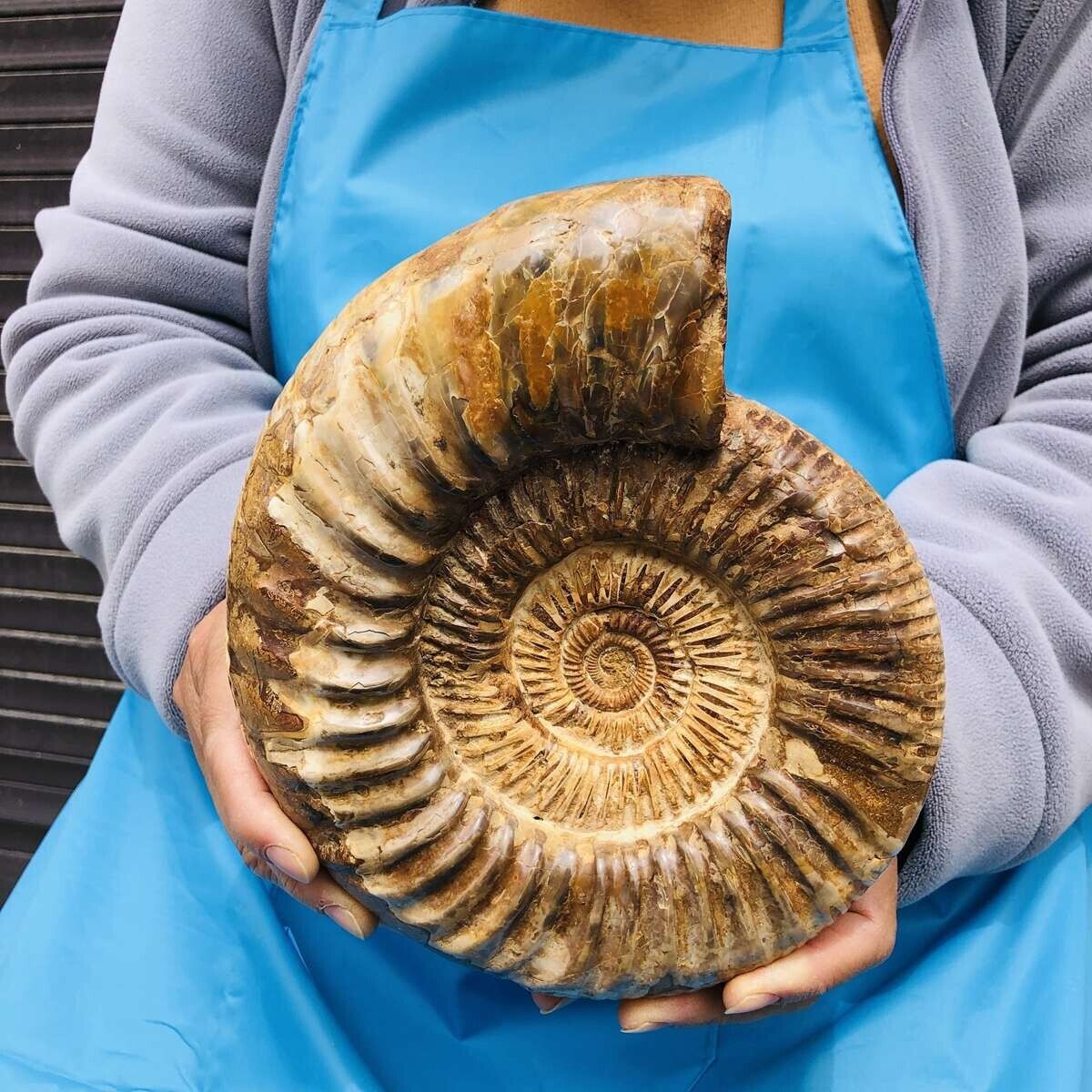 5.21LB Natural Beautiful Ammonite Fossil Conch Crystal Specimen Healing 1153