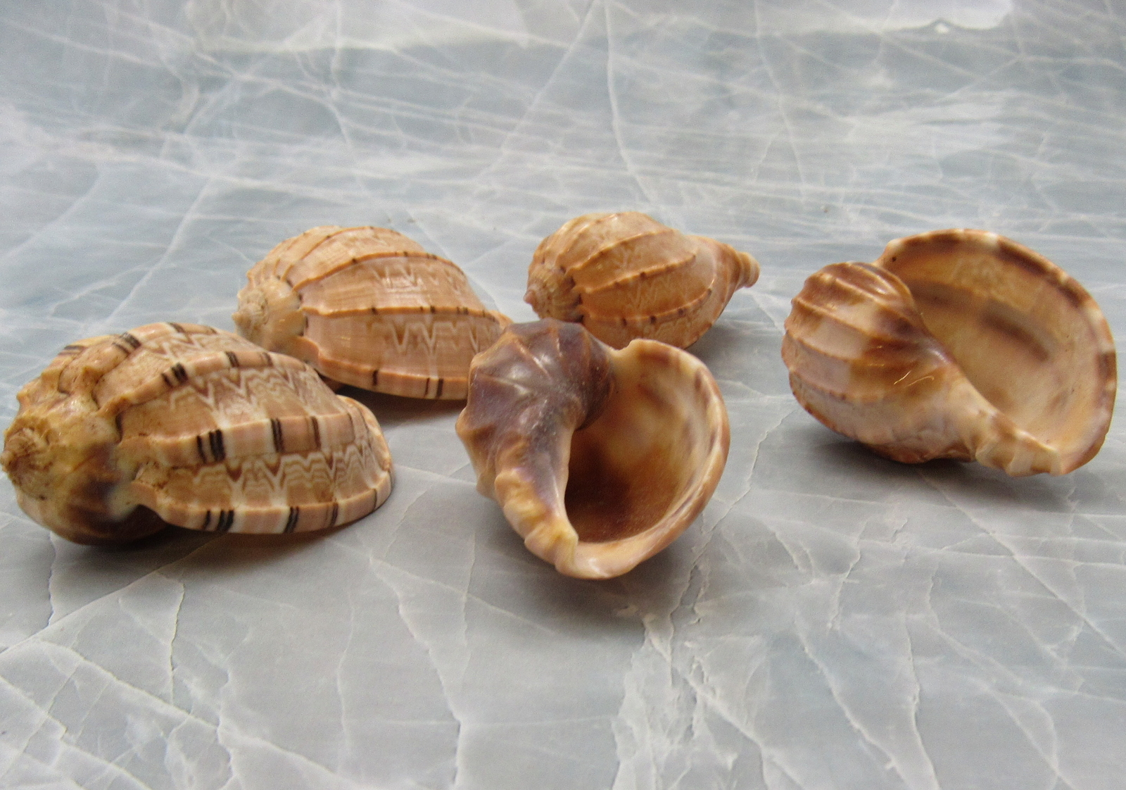 David Harp Seashells Brown Tan Harpa Davidis (5 shells approx. 1+ inches)