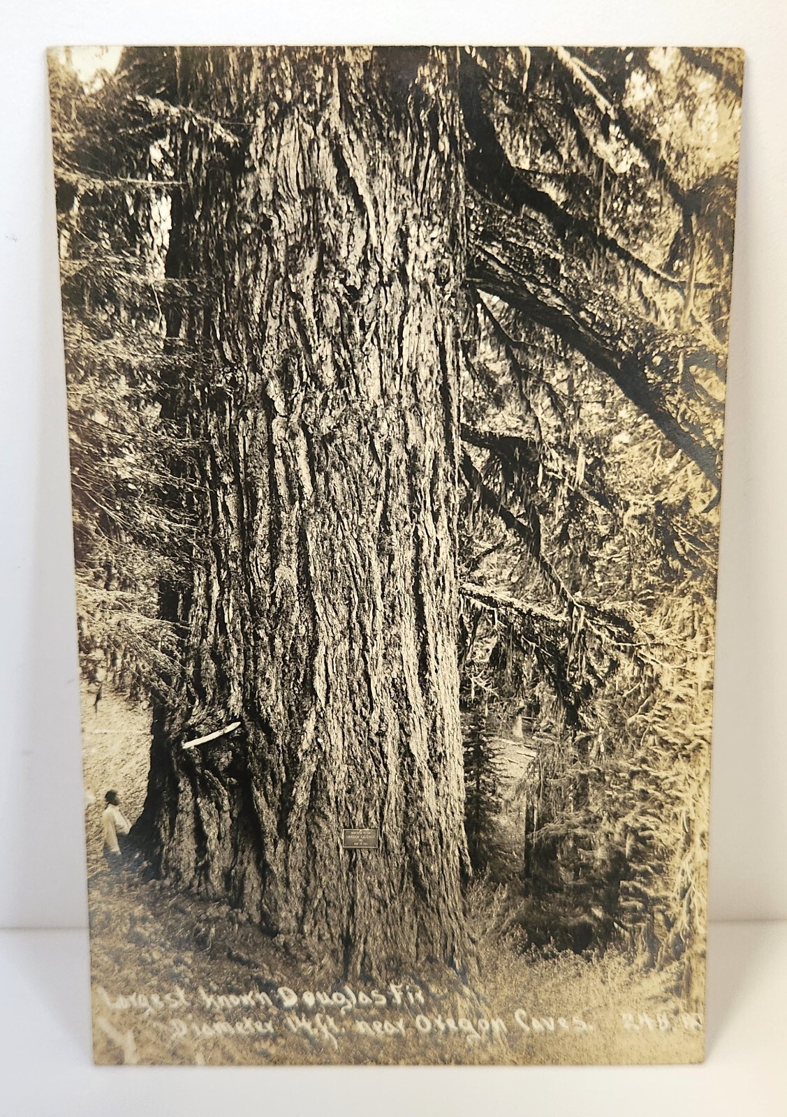 RPPC 14FT Douglas Fir Tree Oregon Caves Cavemen Dedication 1925 Antique