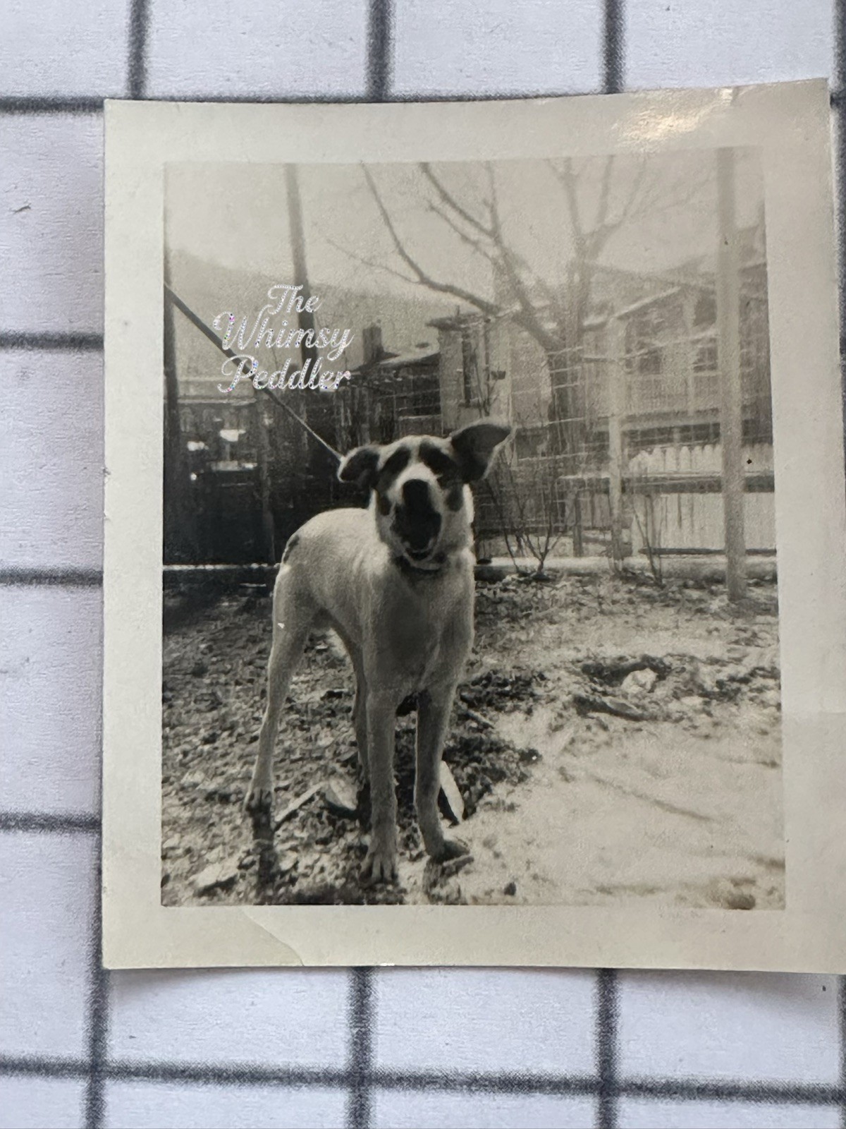 1940s Large Spotted Dog in Urban Backyard Vintage Pet Photograph