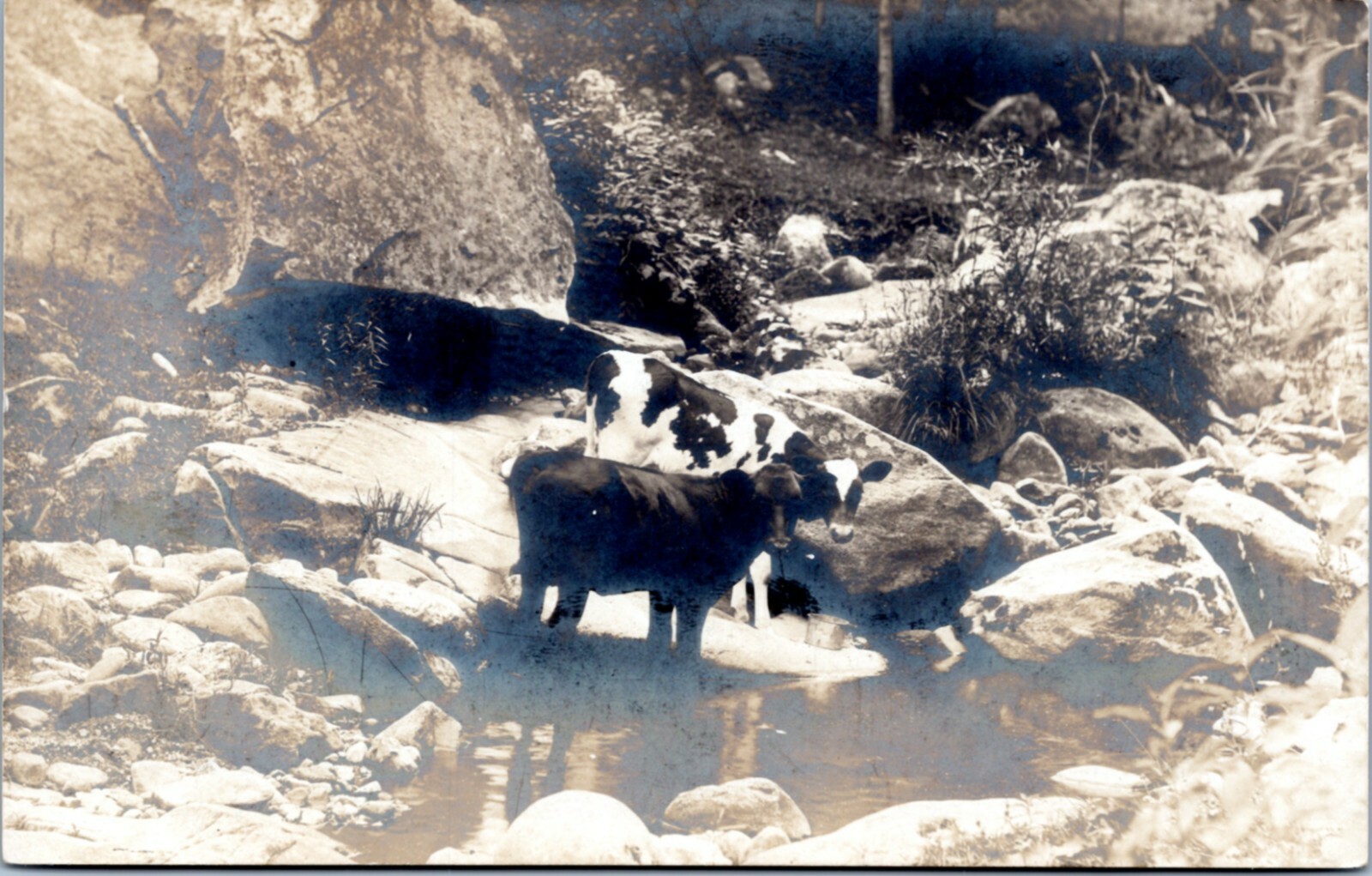 Postcard RPPC Cyko - Cows at river creek